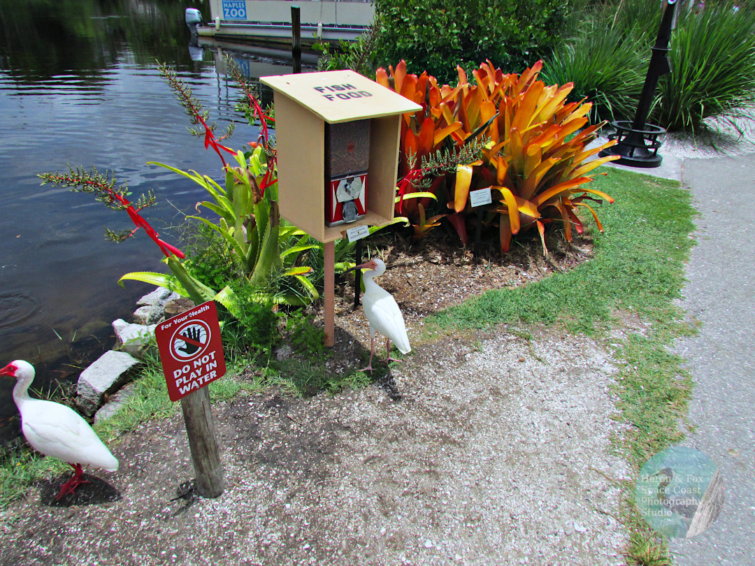 An outdoor, daylight photograph of a white bird standing next to a fish food dispenser, with a fish pond in the background and colorful plants around.