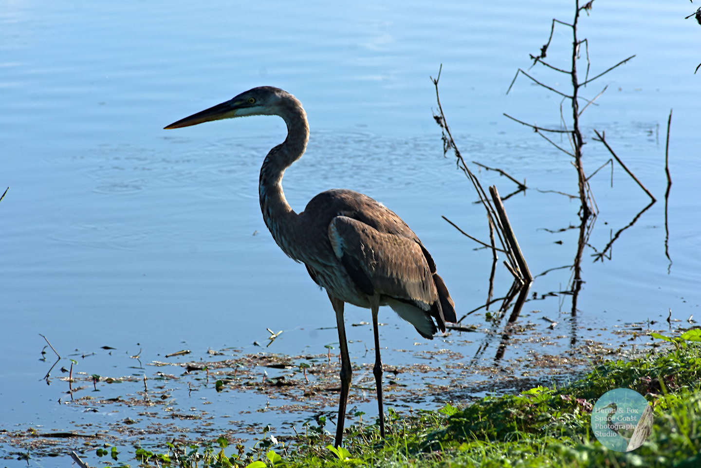 An outdoor, daylight photograph of a tall bird with blue-ish gray feathers, a long neck with a nearly blue cap on its head, a yellow eye and a long yellow beak.
Behind it is a calm pond with vegetation growing on the edge.