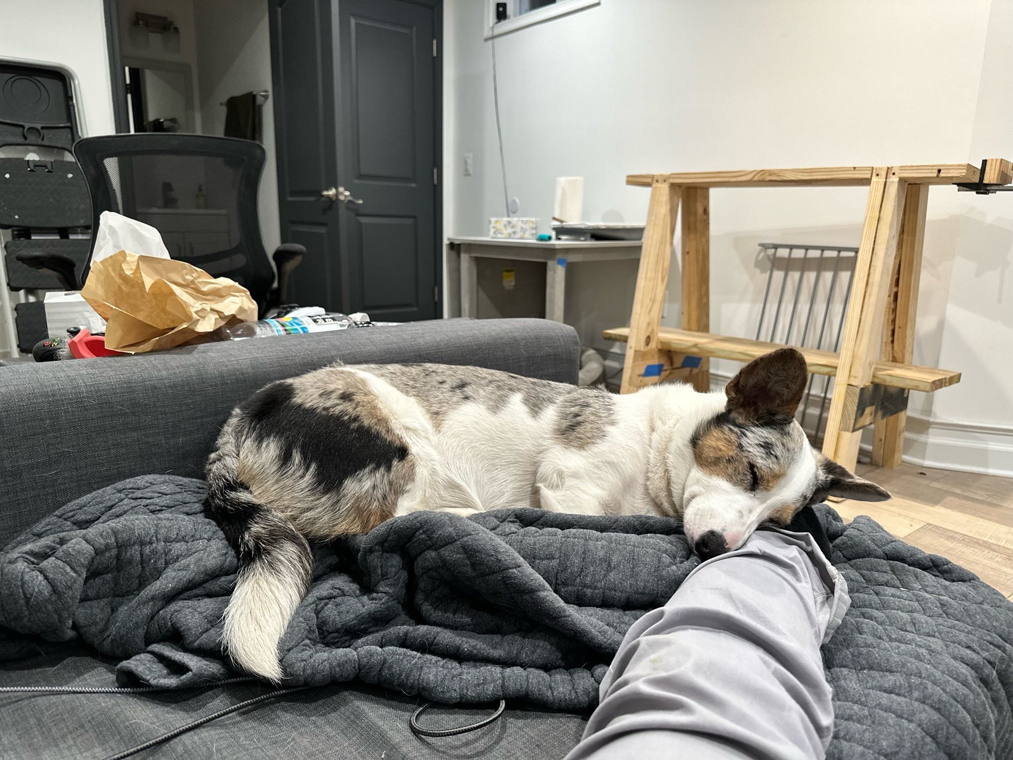 Artemis the corgi trapping her hooman by laying her head on his foot on the couch