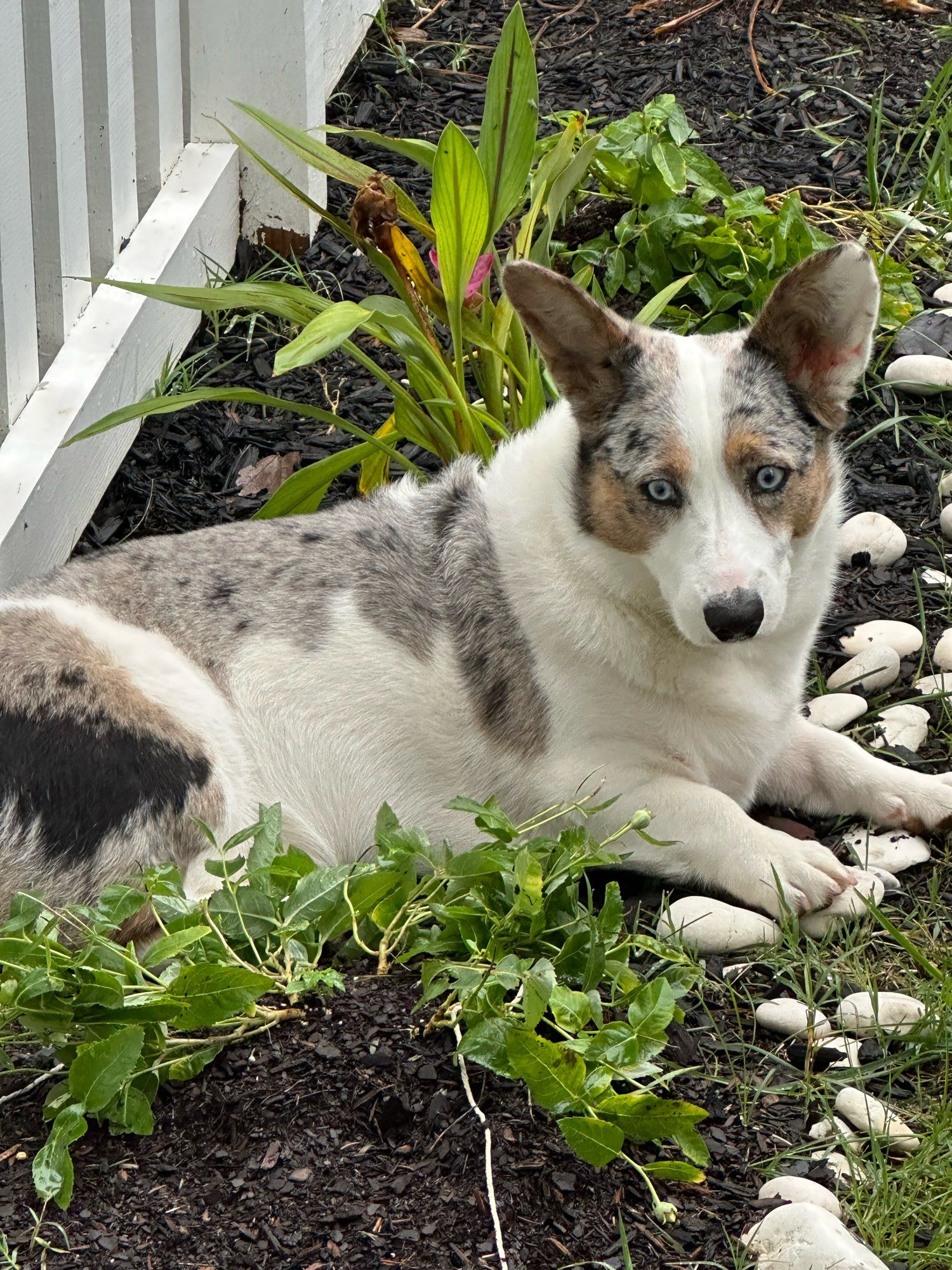 Artemis the corgi using the flower bed as her bed