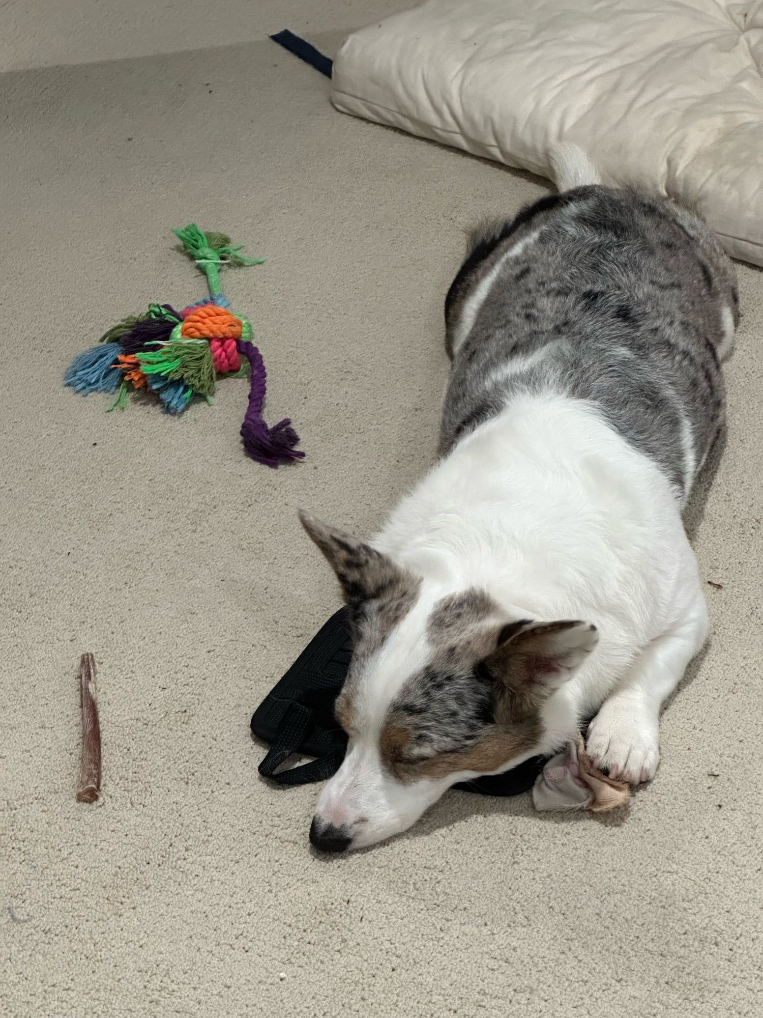 Artemis the corgi snoozing on the floor of the home office