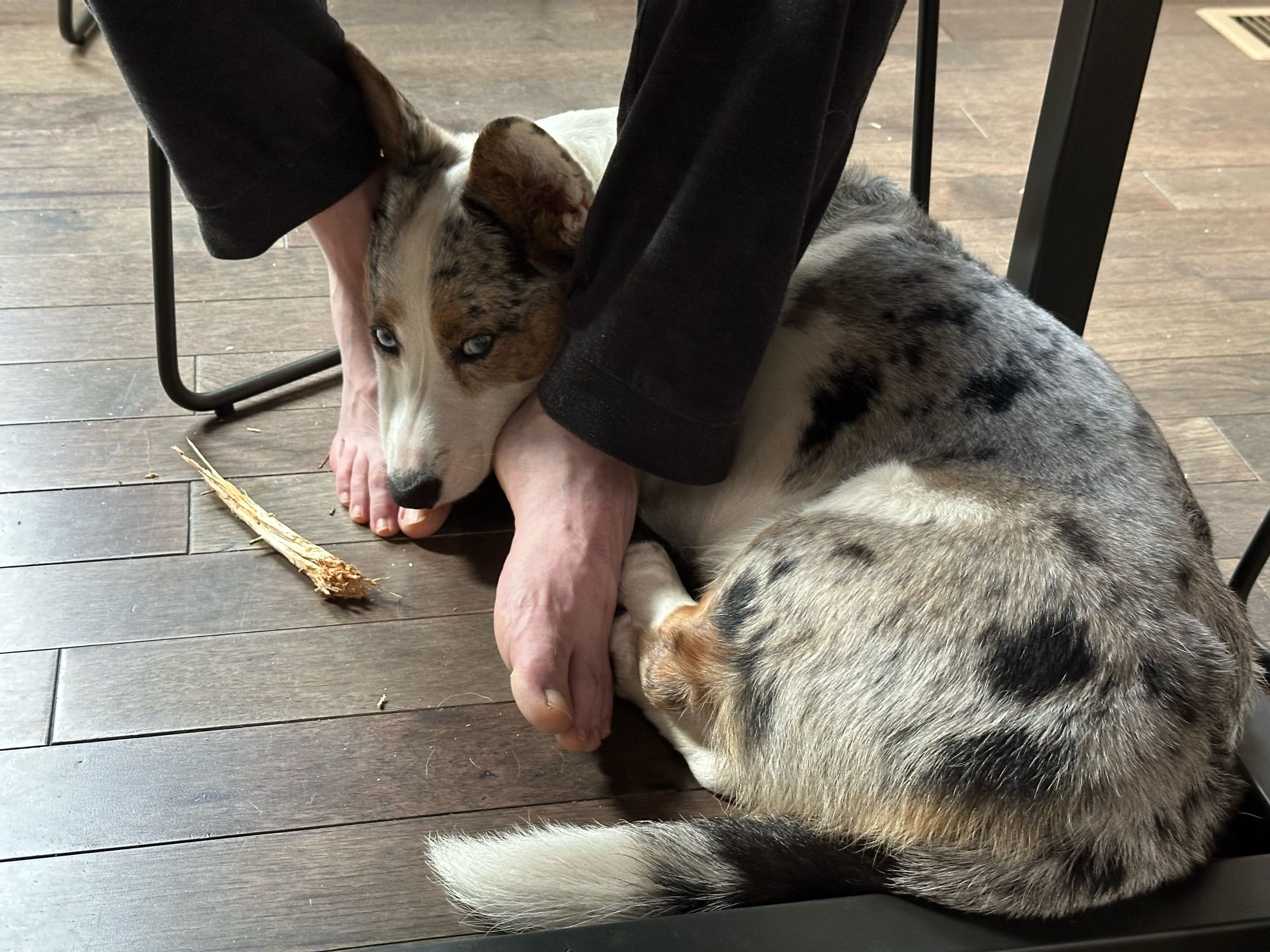 Artemis trapping her hooman by curling around his feet at the dining table