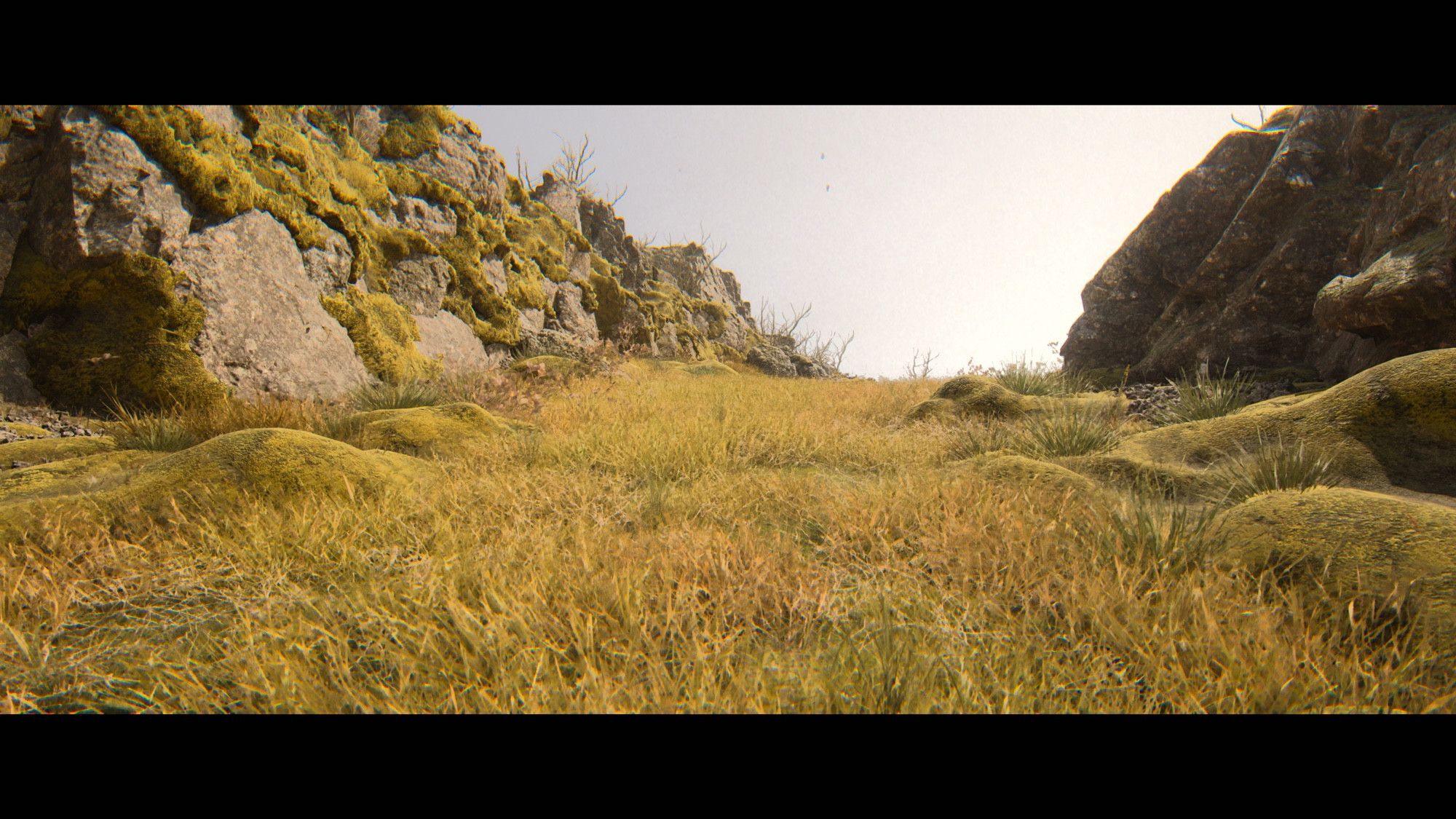 A field of grass in the game Senua’s Saga: Hellblade 2