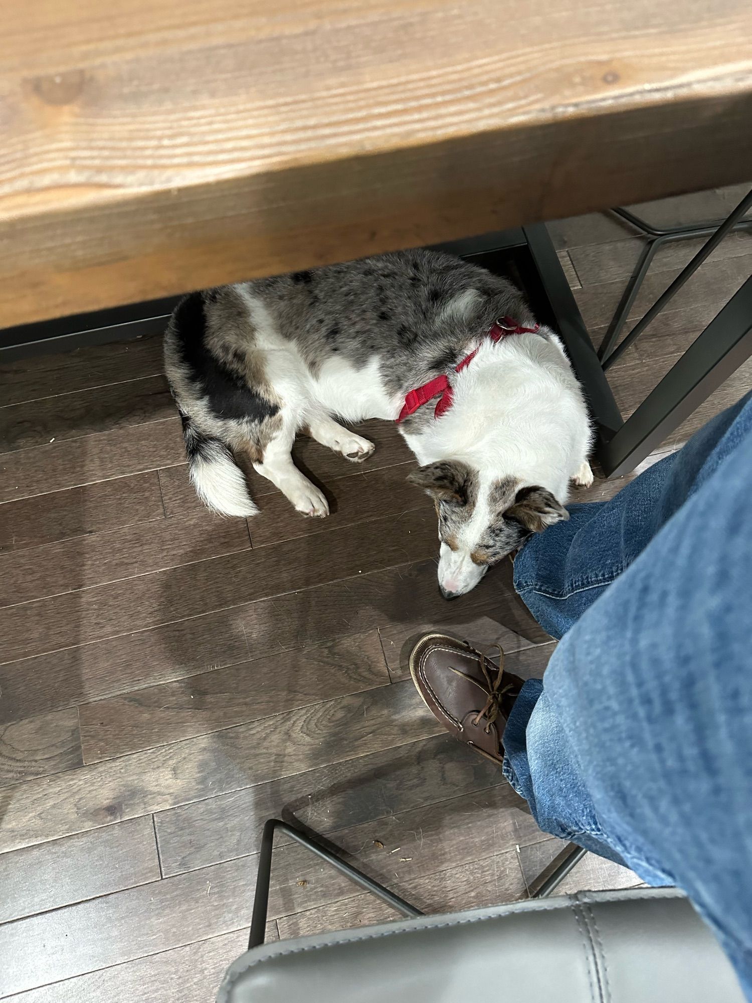 Artemis the corgi trapping the Hooman by putting her head on his foot while he stands and cleans the table