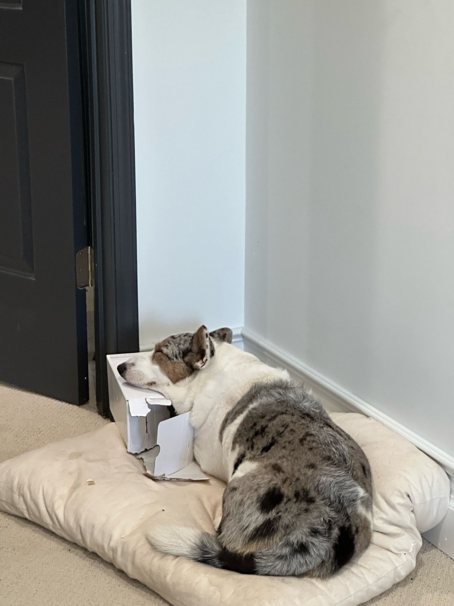 Artemis the corgi sleeping on her upstairs bed and resting her head on a small cardboard box