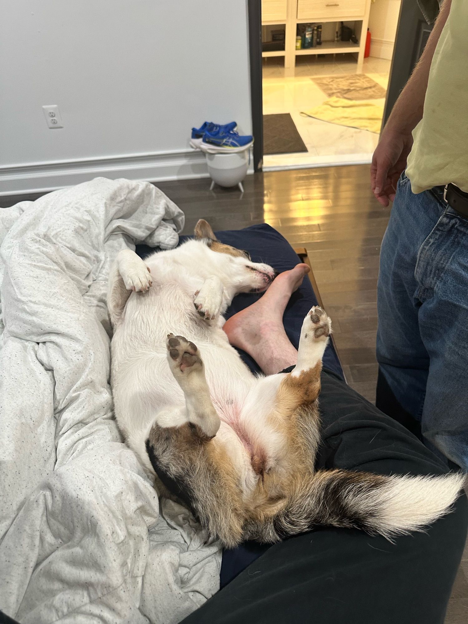 Artemis trapping the hooman by laying on her back on the bed between his legs