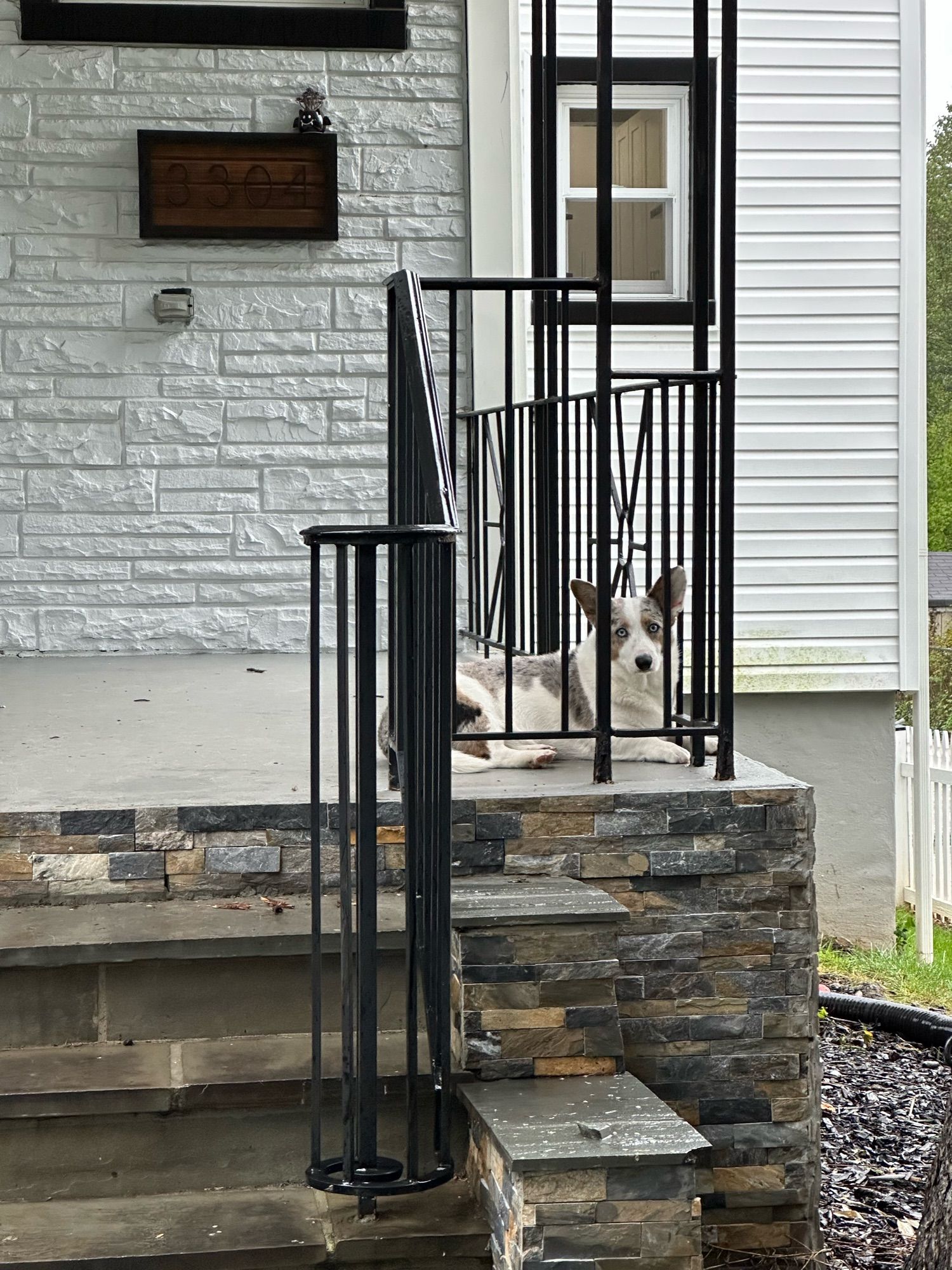 Artemis the corgi laying on the front porch and looking out over the yard