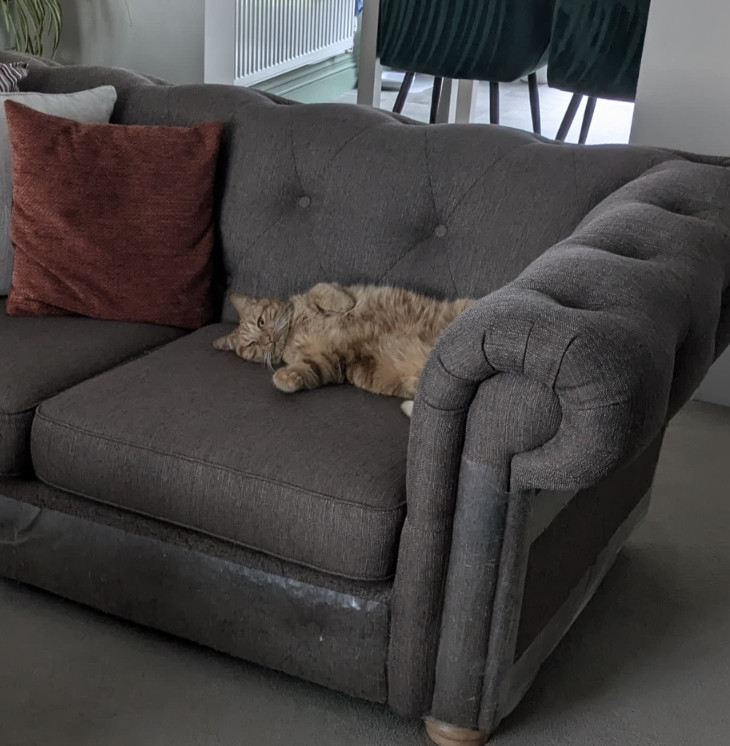 A ginger cat lies sprawled on a sofa. A sofa which is covered in anti-scratch tape to discourage the ginger cat from scratching the sofa. It is an ugly solution that isn't particularly a solution and only really serves to strip the hair from the back of the legs of the ginger cat's humans