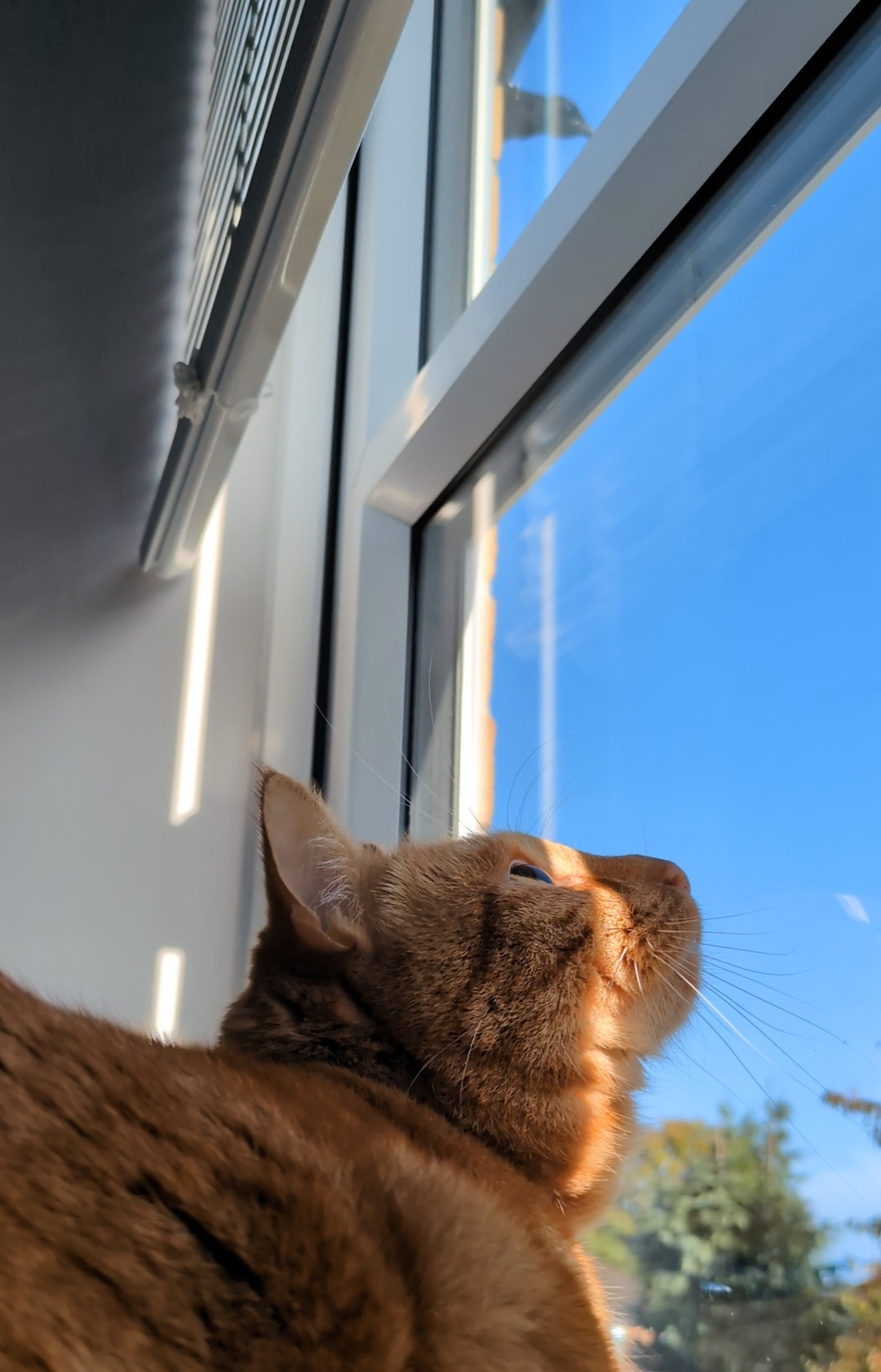 A ginger cat sits on a windowsill. The blinds to the window are pulled up to save said ginger cat crashing through them. Above the window, on the guttering, there is an black and white burd - sorry, a magpie. The image is a still from a video as I'm still finding uploading things here a bit of a faff