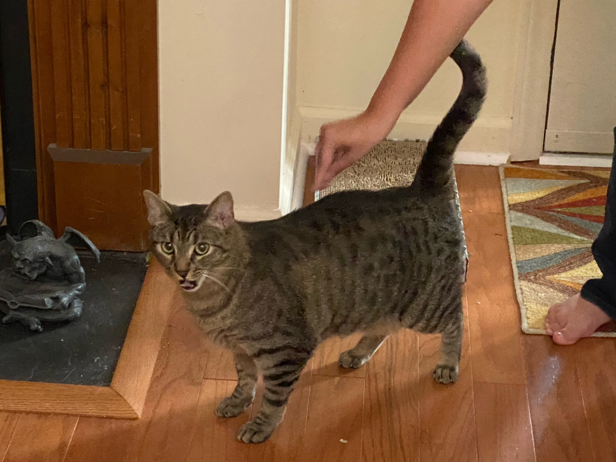 A tortoise cat standing in a room. The cat is making a blep face while someone reaches to pet his back.