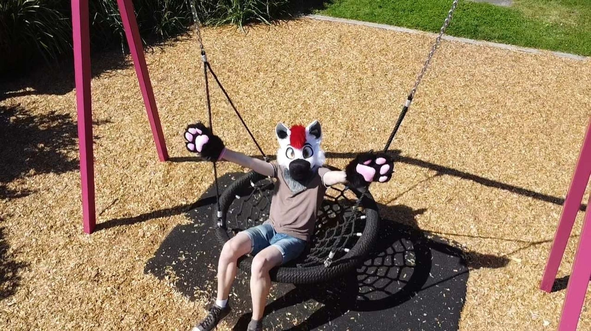 dog on swing