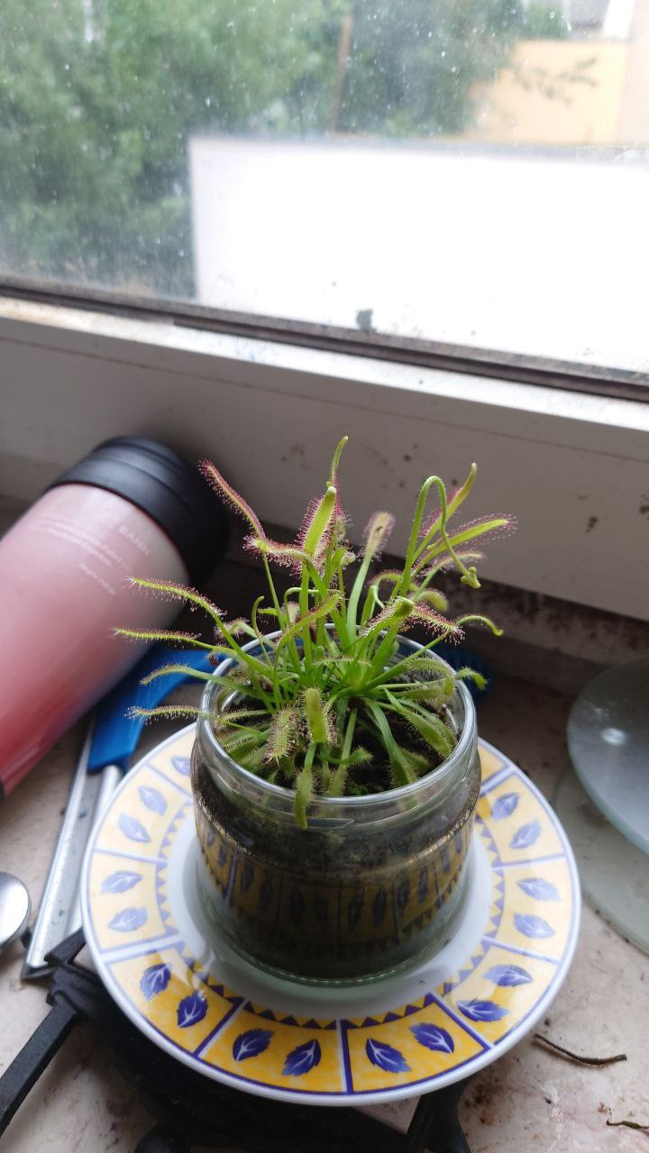 ein Sonnentau am Fenster mit frischen Knospen und Fruchtfliege an den Blüten