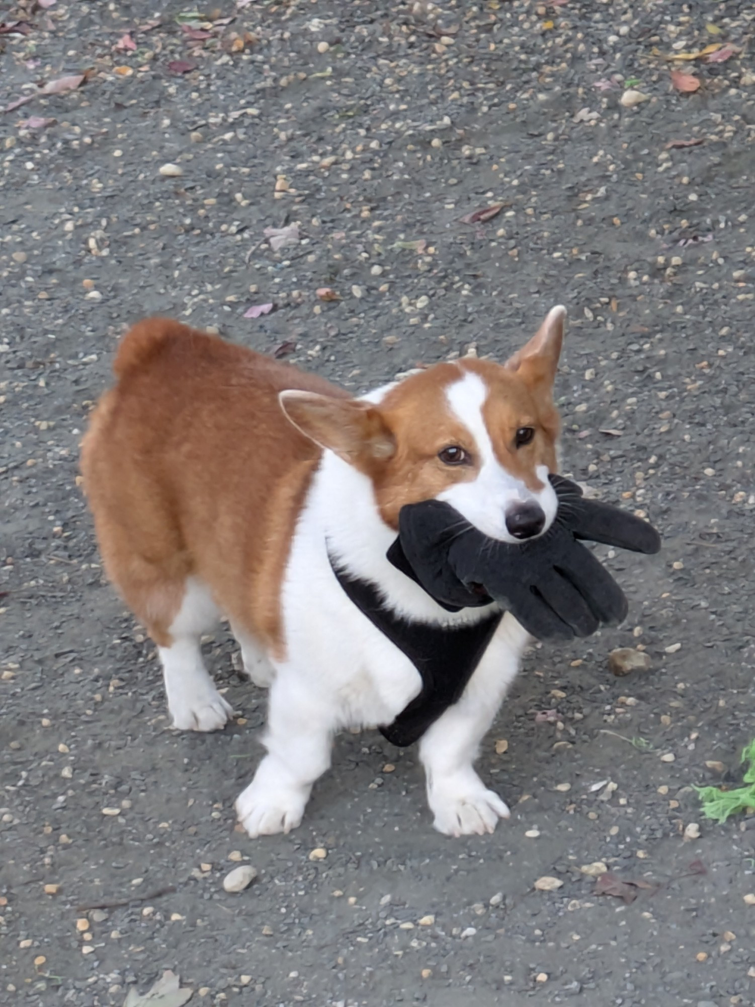 zuko the corgi holding a glove and being a nuisance 