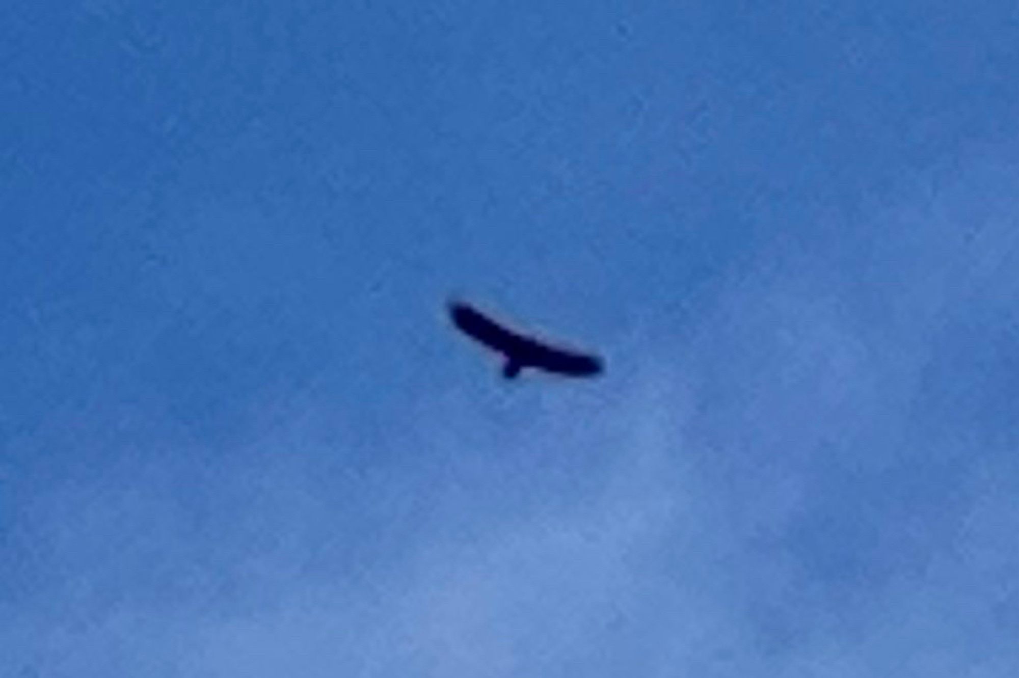 Distant golden eagle