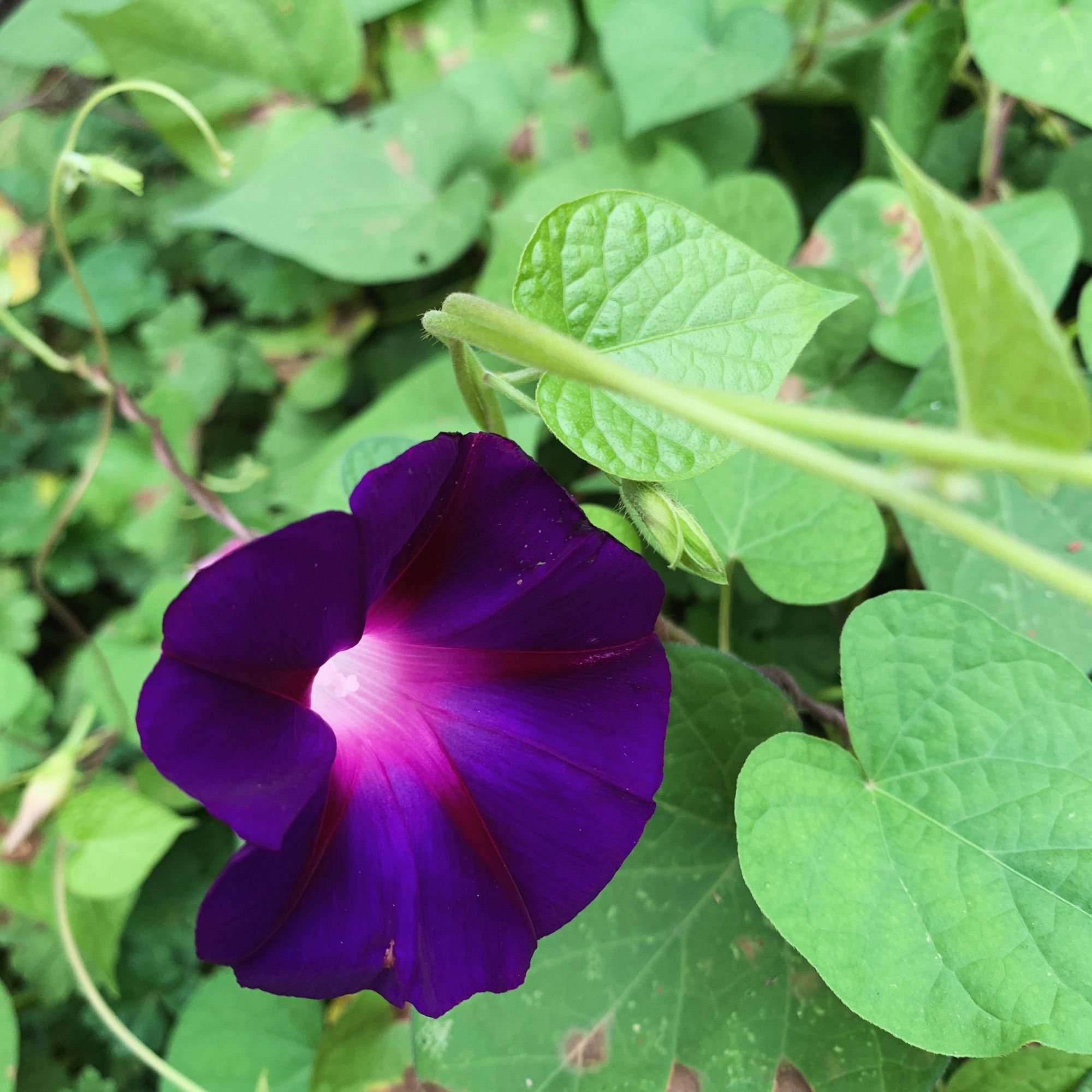 A dark purple morning glory with light seeming to emanate from its center.