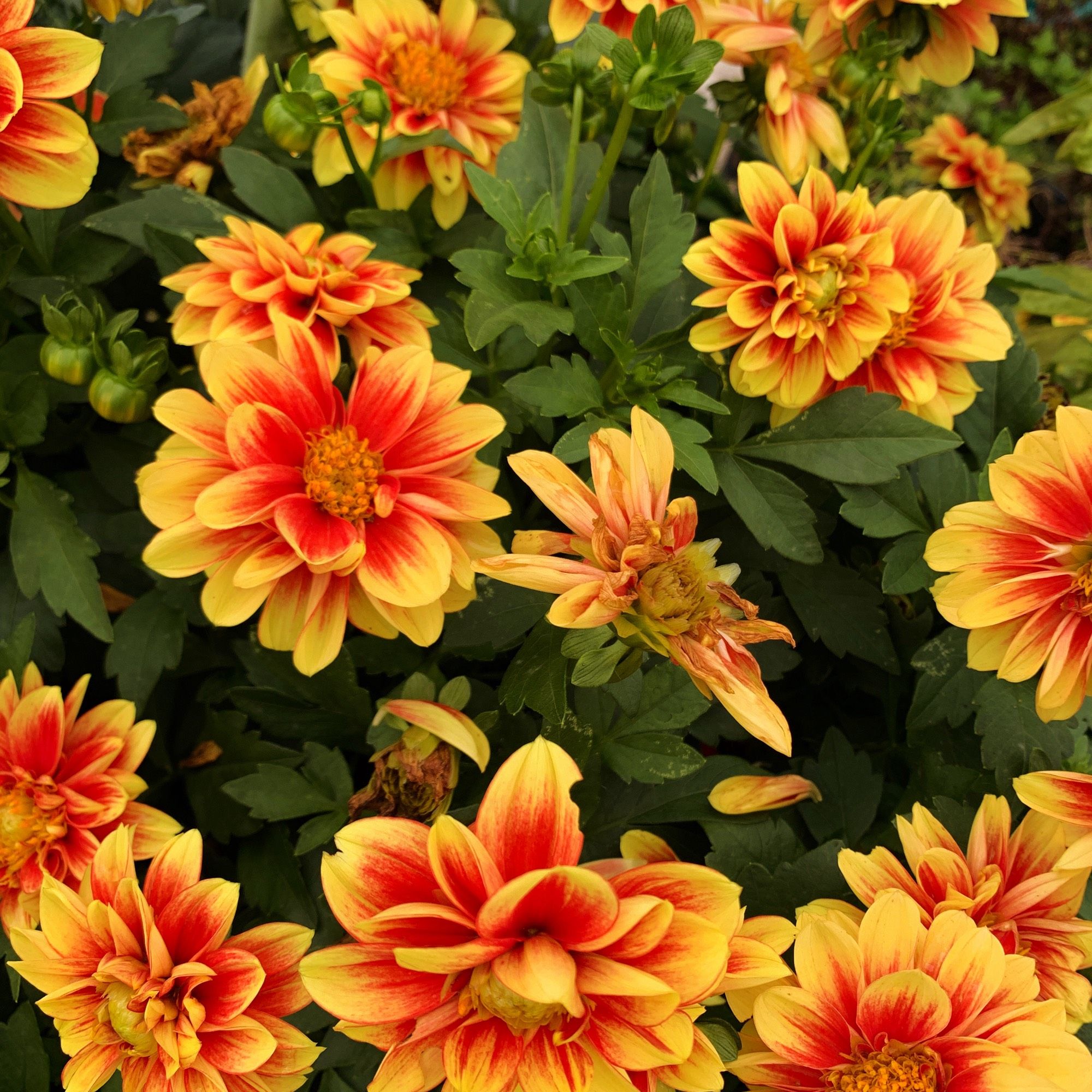 Gold dahlias with orange centers.