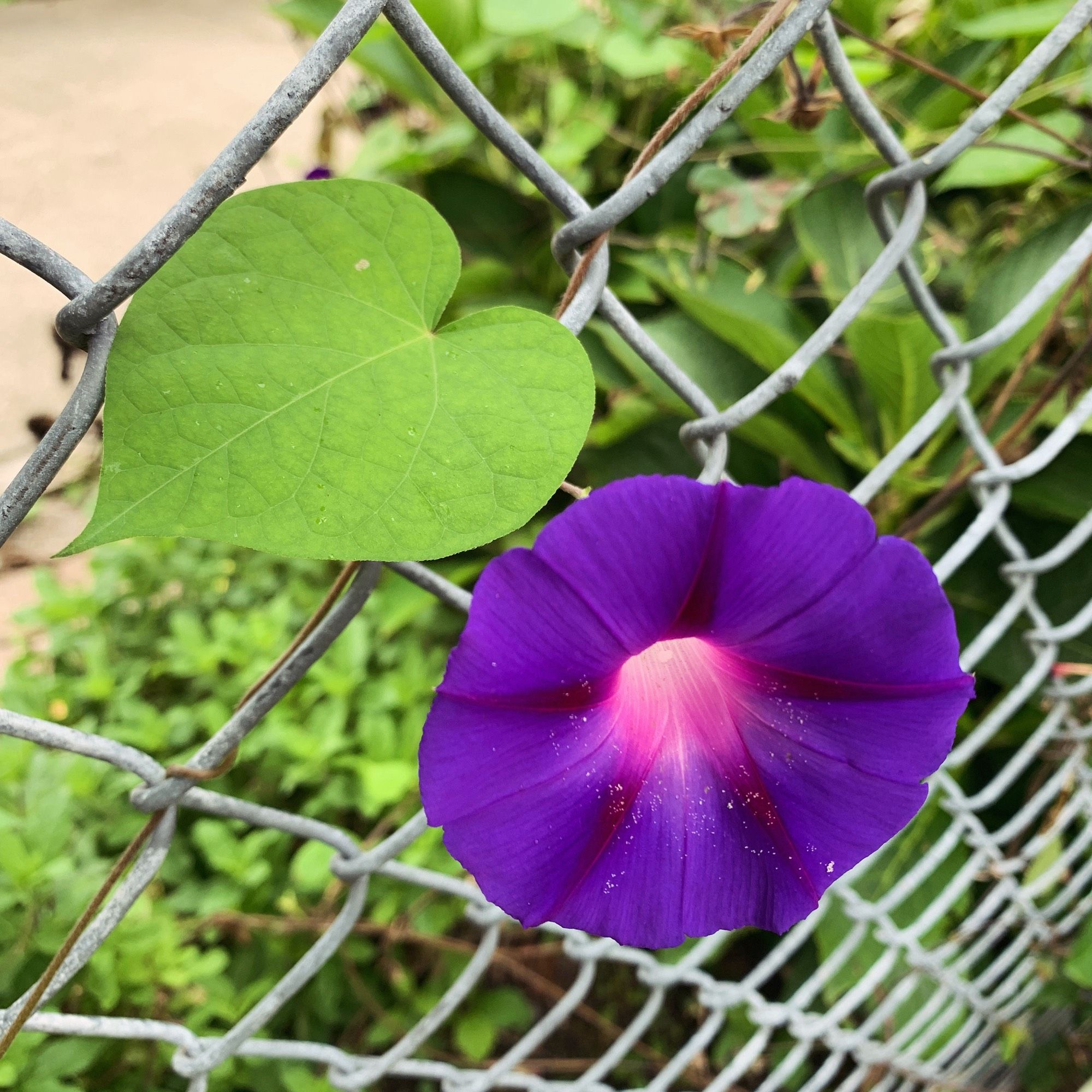 Purple morning glory and green leaf poking through a chain-link fence.