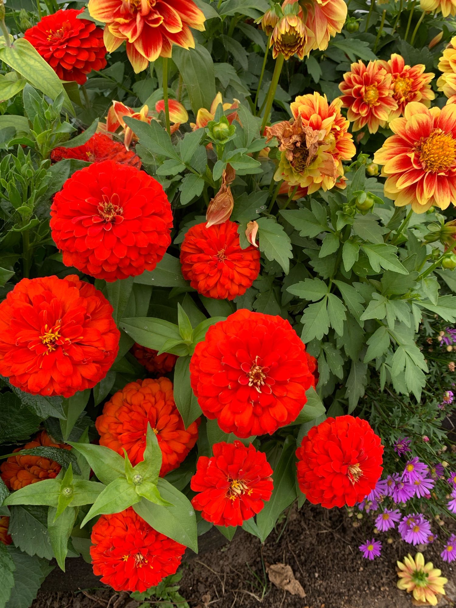 Bright orange, orangey-gold, and a few tiny purple flowers in my neighbor’s garden.