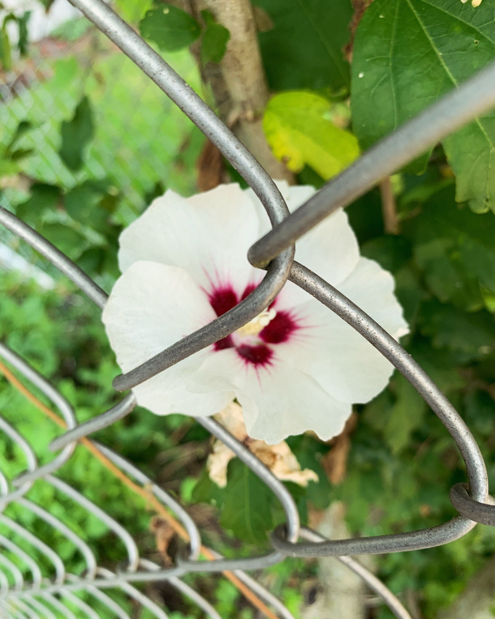 White Rose of Sharon blossom behind a chain link fence.