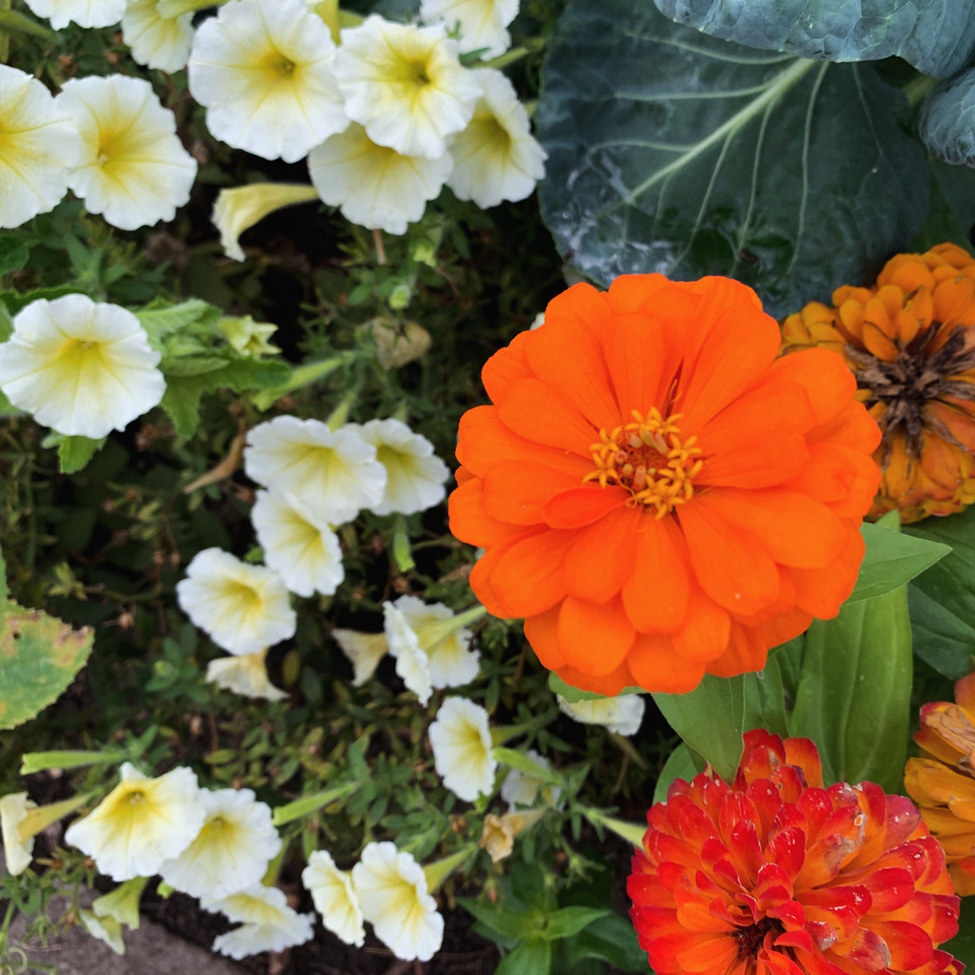 Cream-colored petunias and orange and gold flowers in my neighbor’s garden.