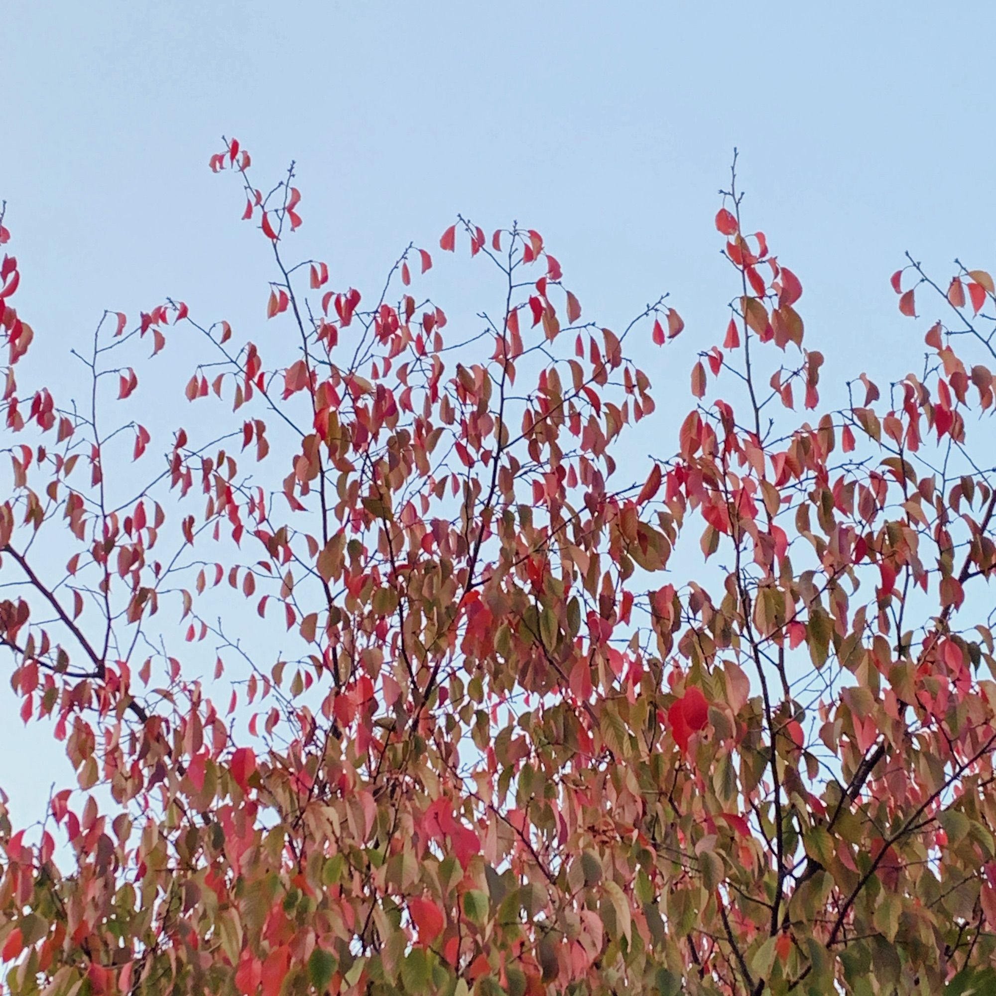 Leaves turning red.