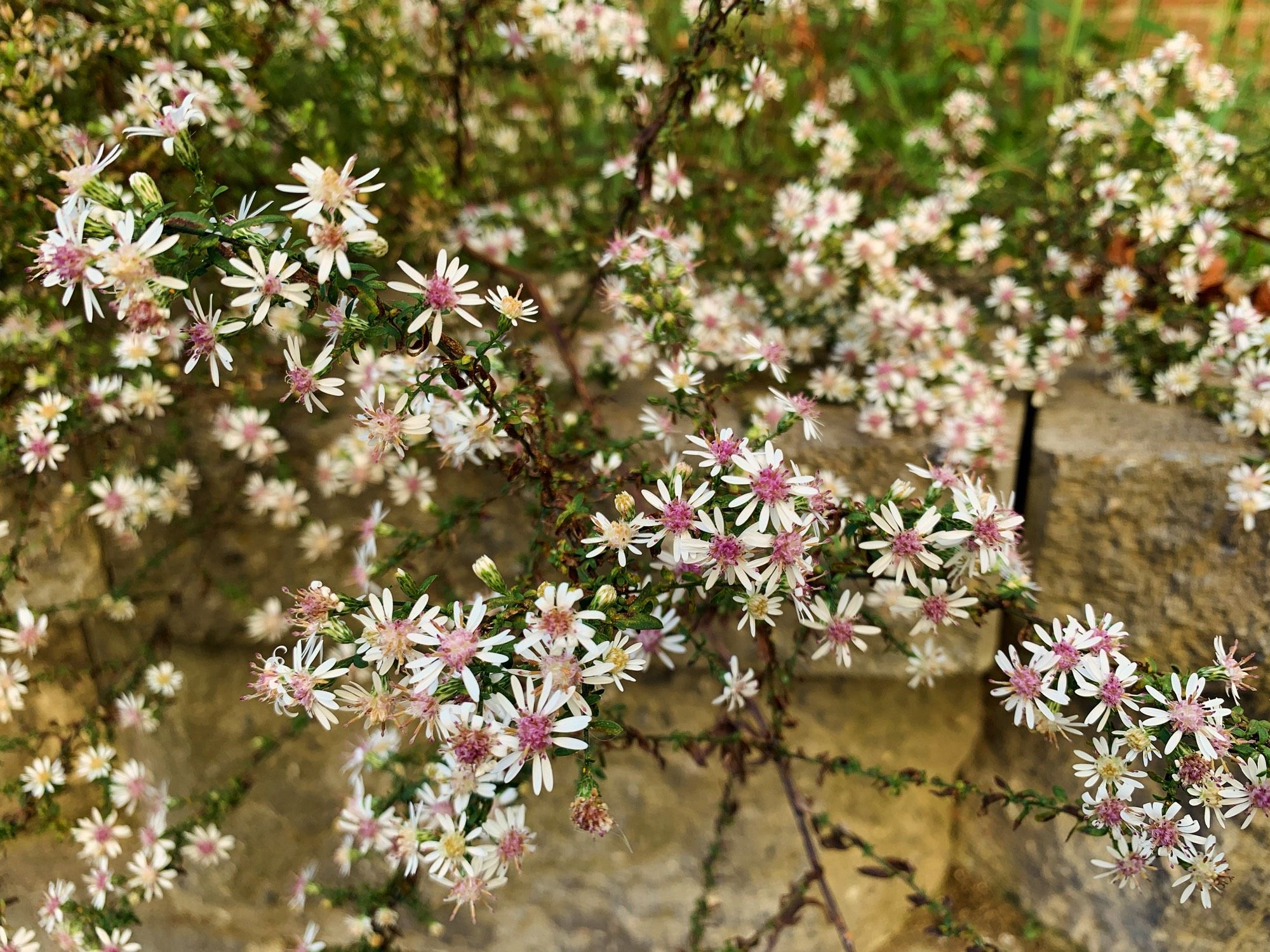 Tiny flowers resembling daisies with pink centers.