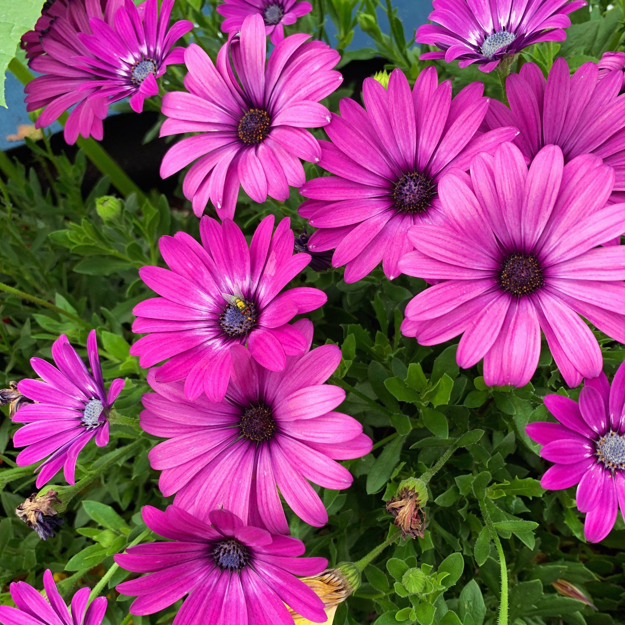 Purple daisies.