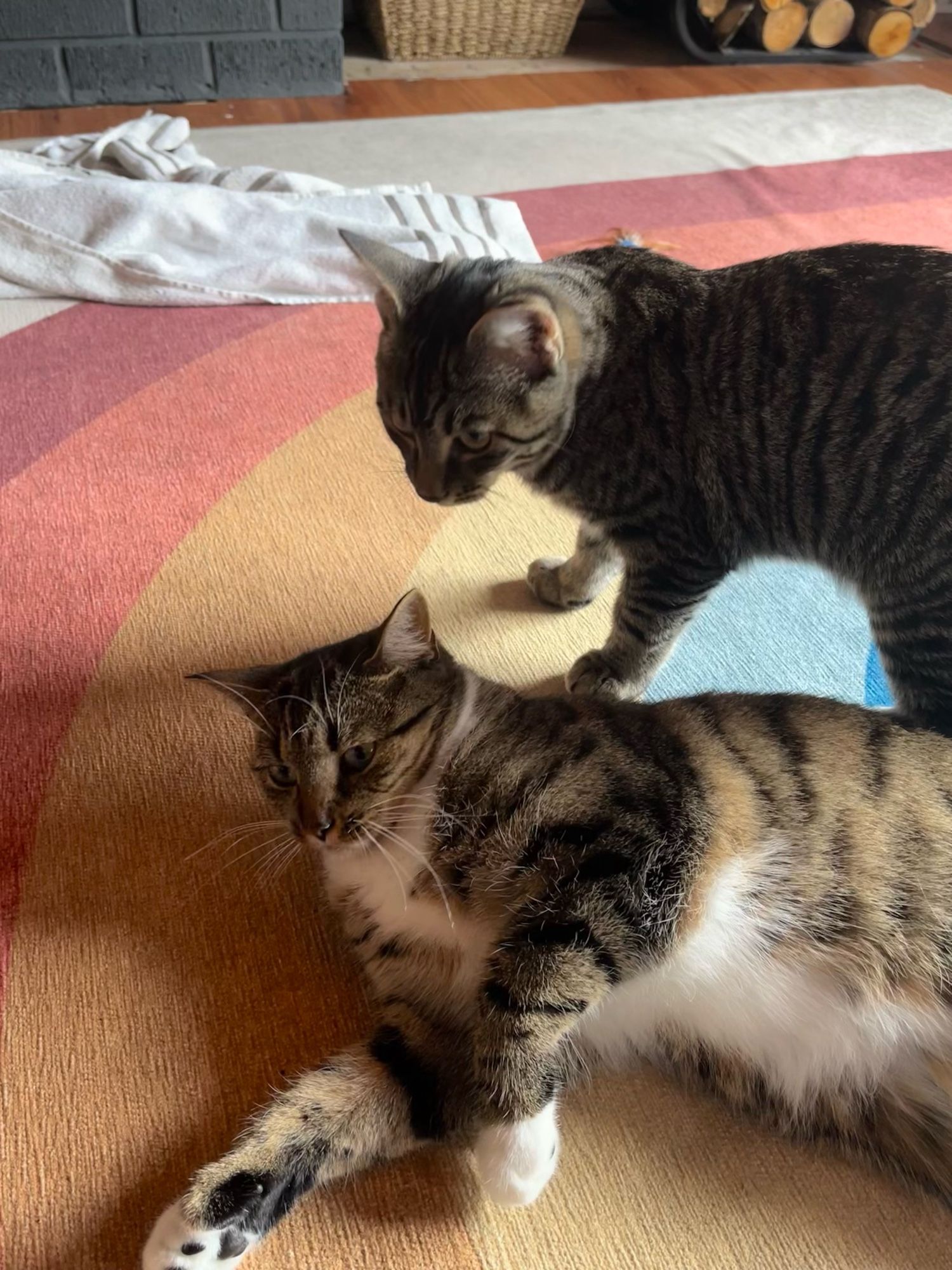 One cat lying with belly showing smaller cat standing. Small grey tabby cat looks over a larger brown tabby cat with white chest and paws.