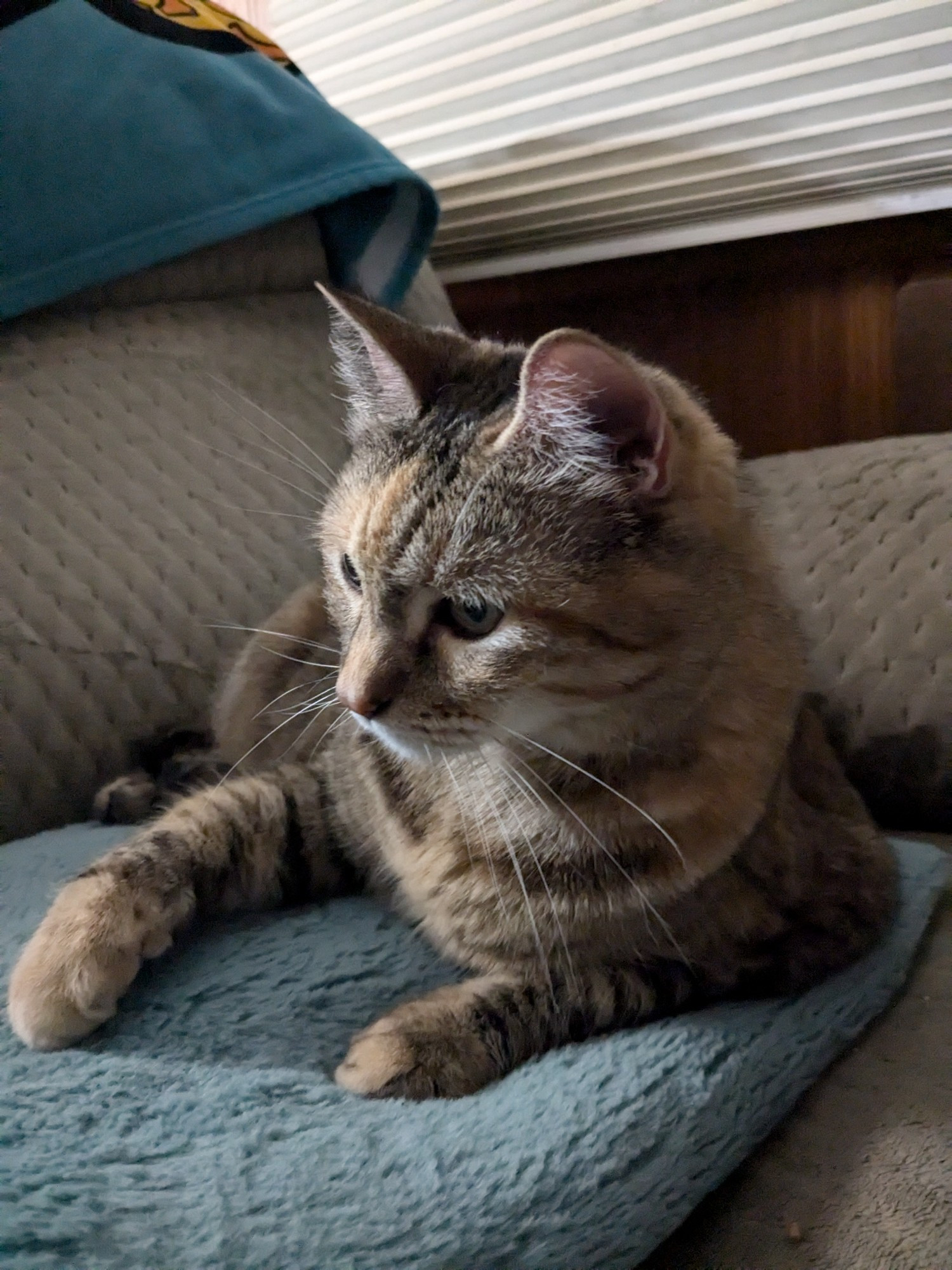 Gray tabby laying on a teal pillow on a gray sofa looking like a sleebgy little girl