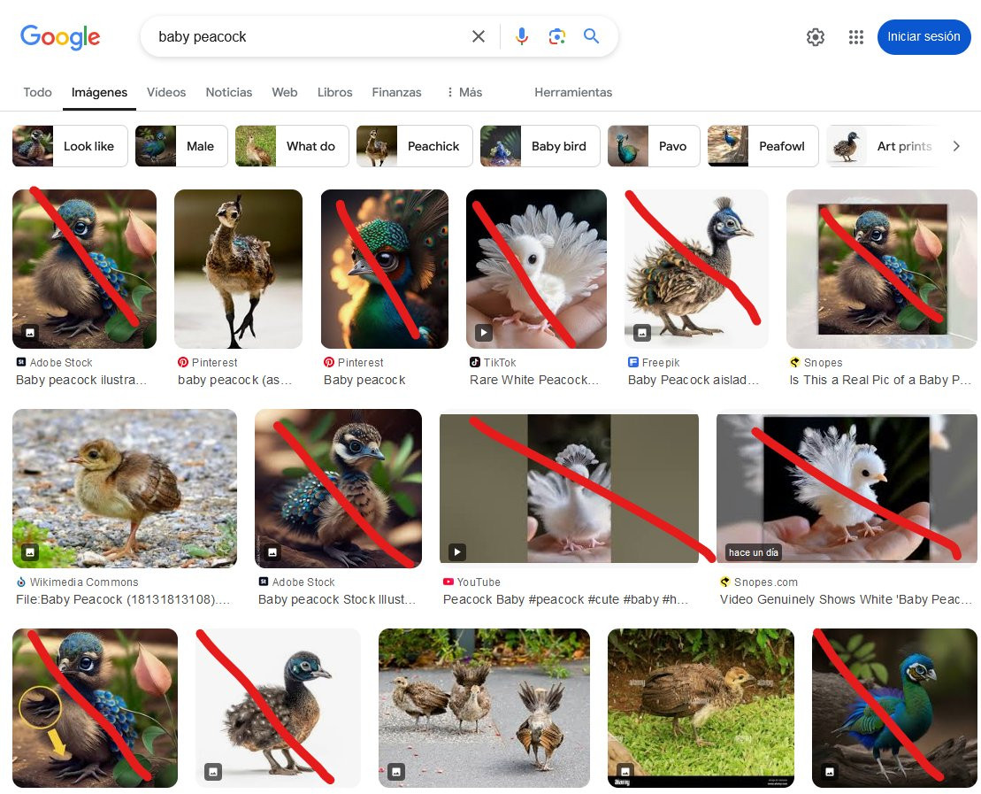 Screenshot of a Google images page with the search "baby peacock", where 11 out of 15 first results are AI generated images with inaccurate and unrealistic appearance.