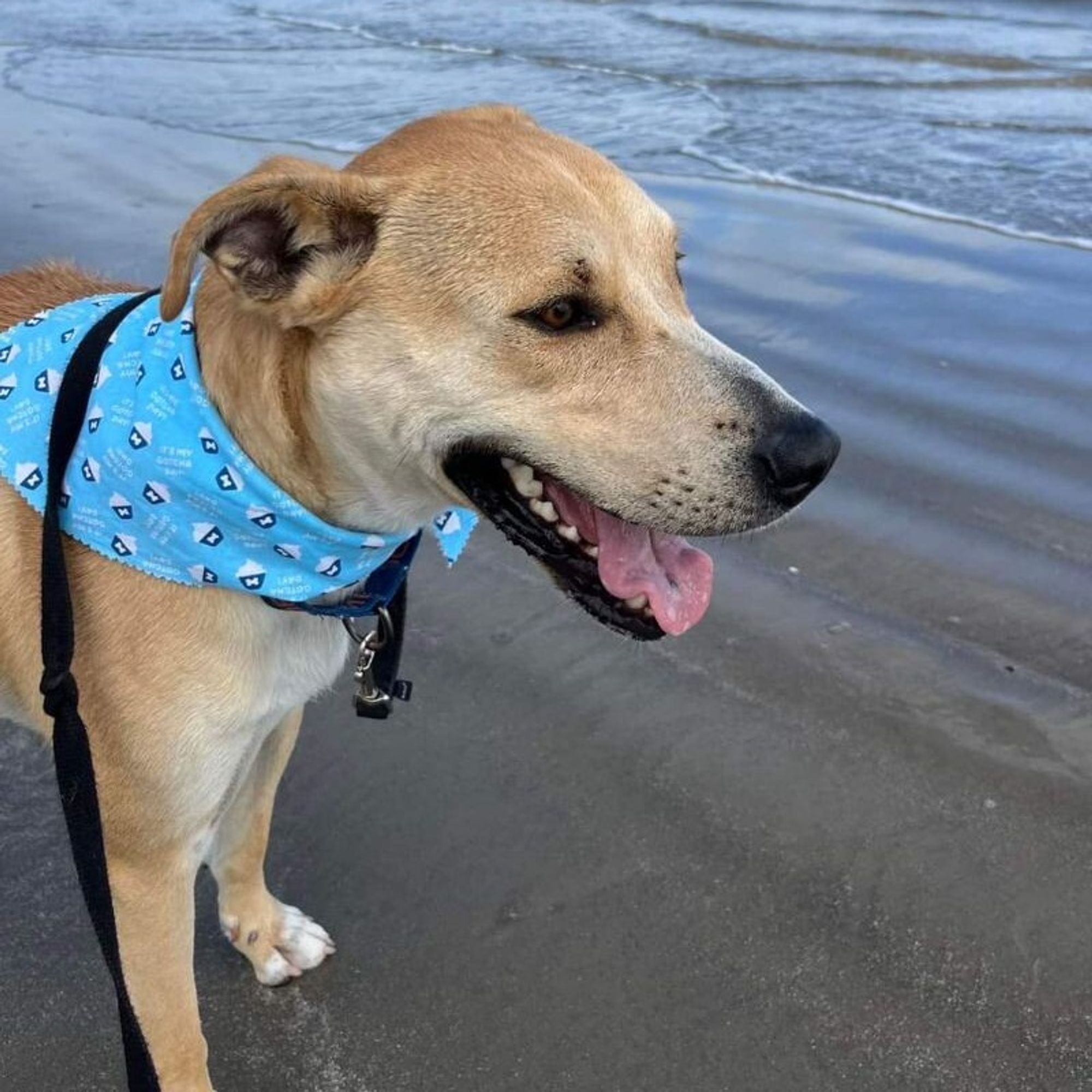 Sunny Sparky, the Happy Camper is a Adult Labrador Retriever mix