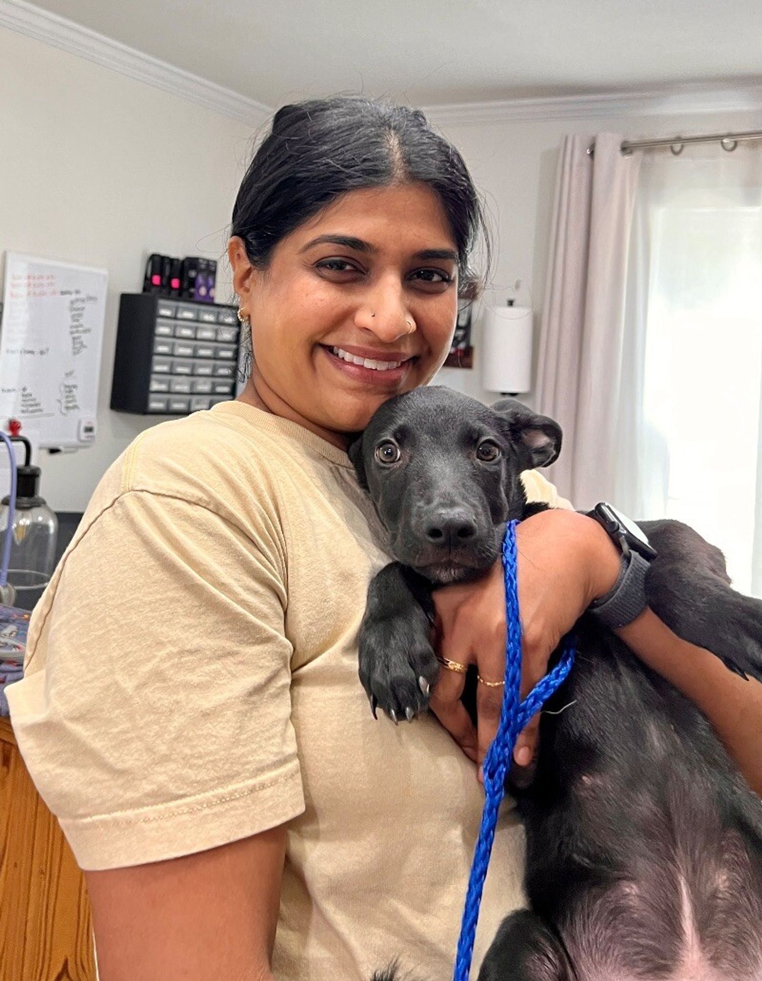 Bear the Floppy Ear Labrador is a Baby Labrador Retriever mix