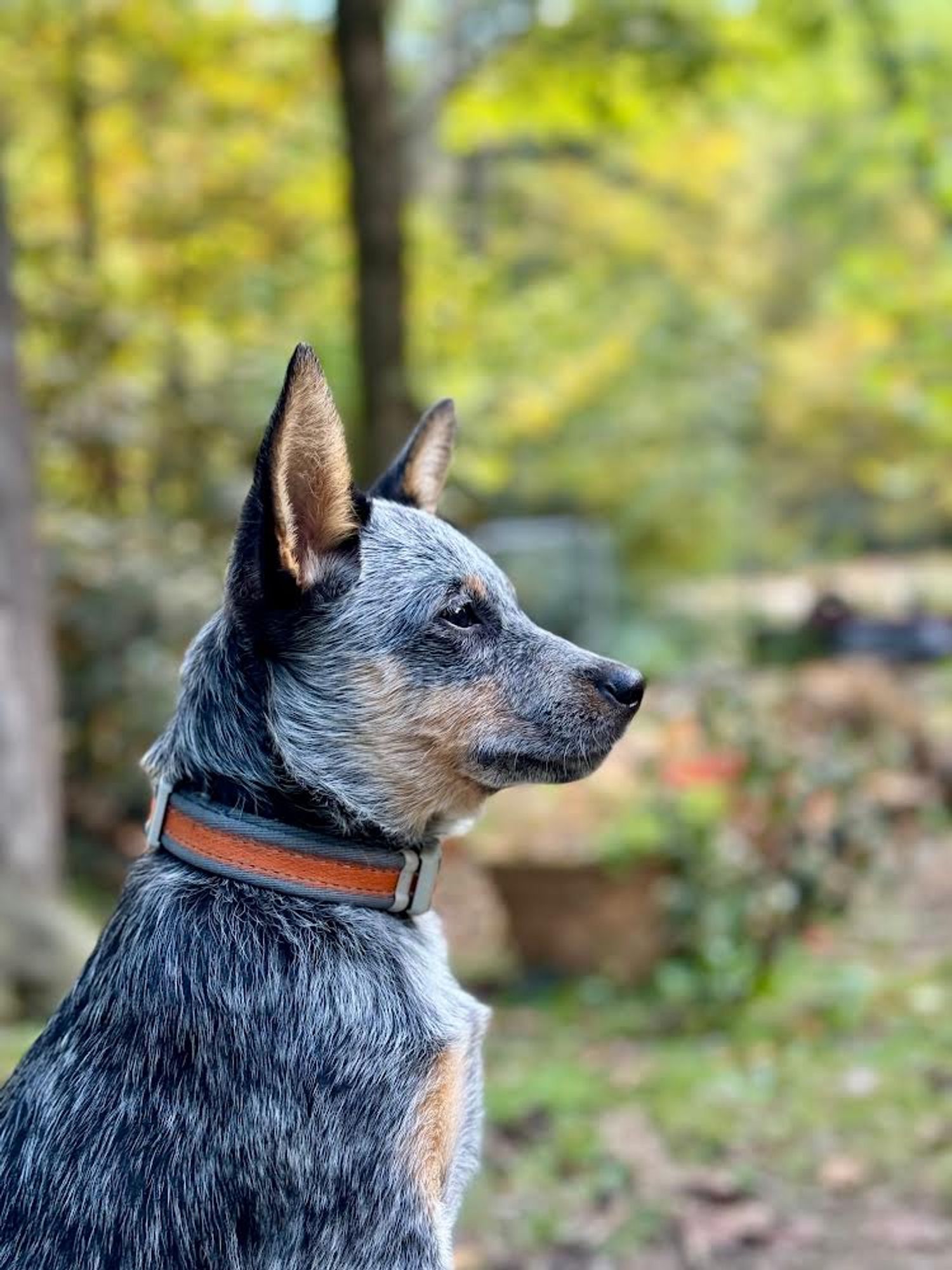 Molly is a Young Australian Cattle Dog / Blue Heeler  described as: Affectionate and Friendly