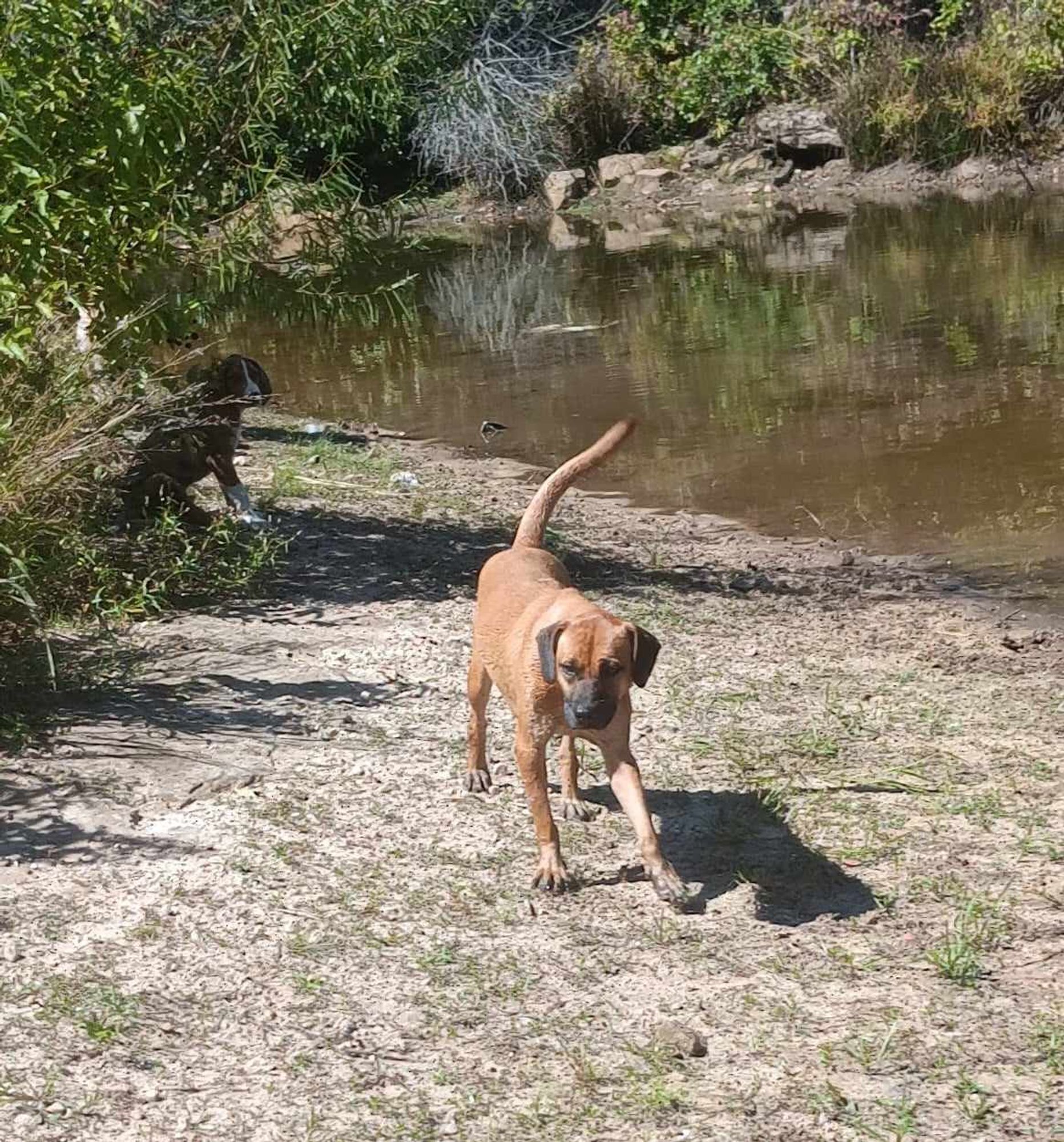 Emmy is a Adult Black Mouth Cur mix