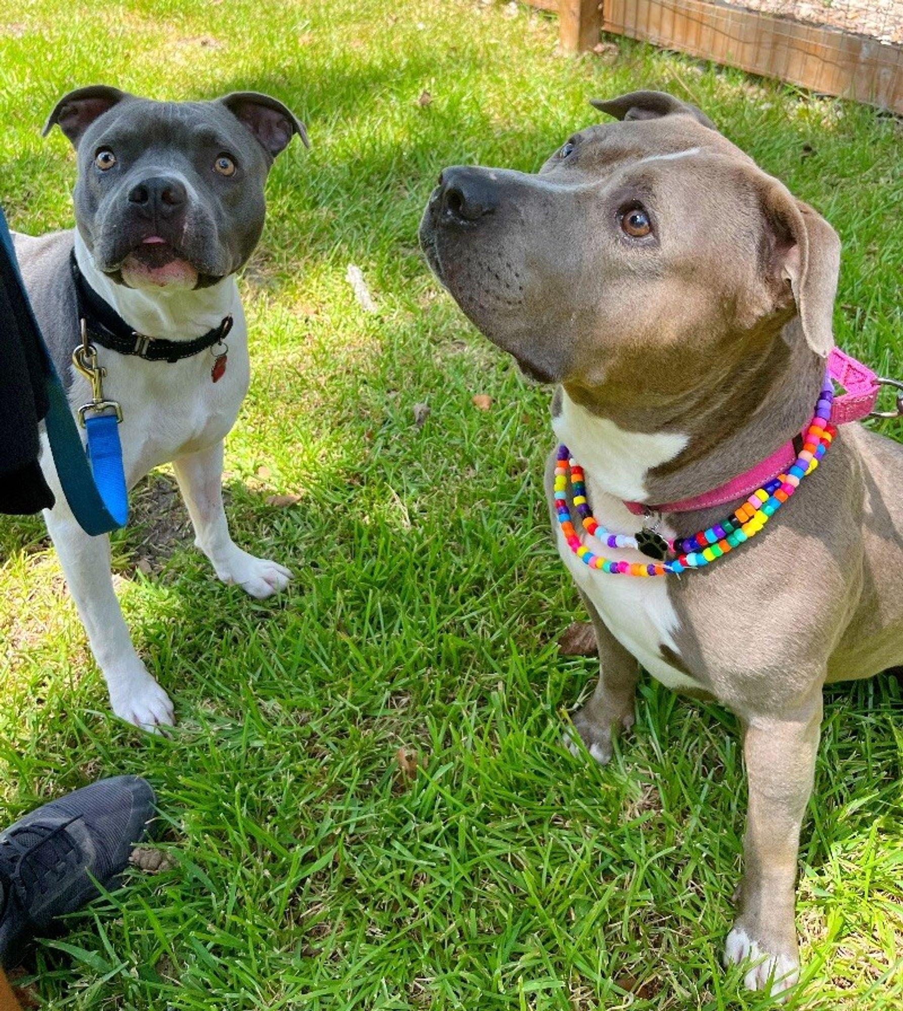 Adelaide Cupcake the Cuddling Queen is a Adult American Staffordshire Terrier mix