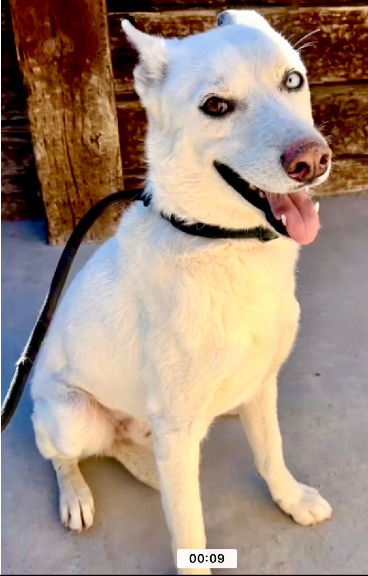 Winter is a Young Siberian Husky  described as: Affectionate, Athletic, Friendly, Funny, Gentle, Playful, Smart, Independent, Sweet and Great BFF