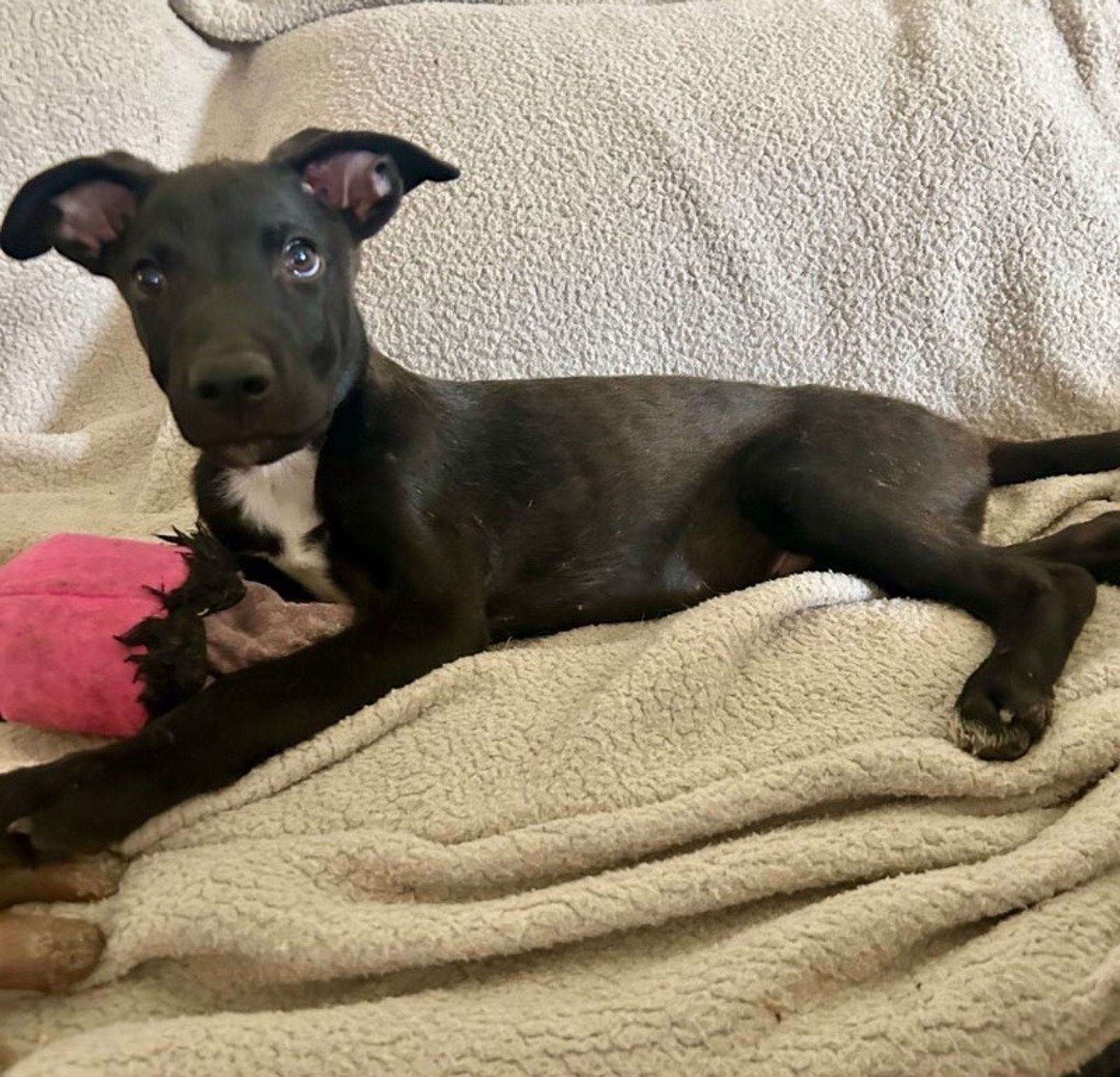 Bear the Floppy Ear Labrador is a Baby Labrador Retriever mix