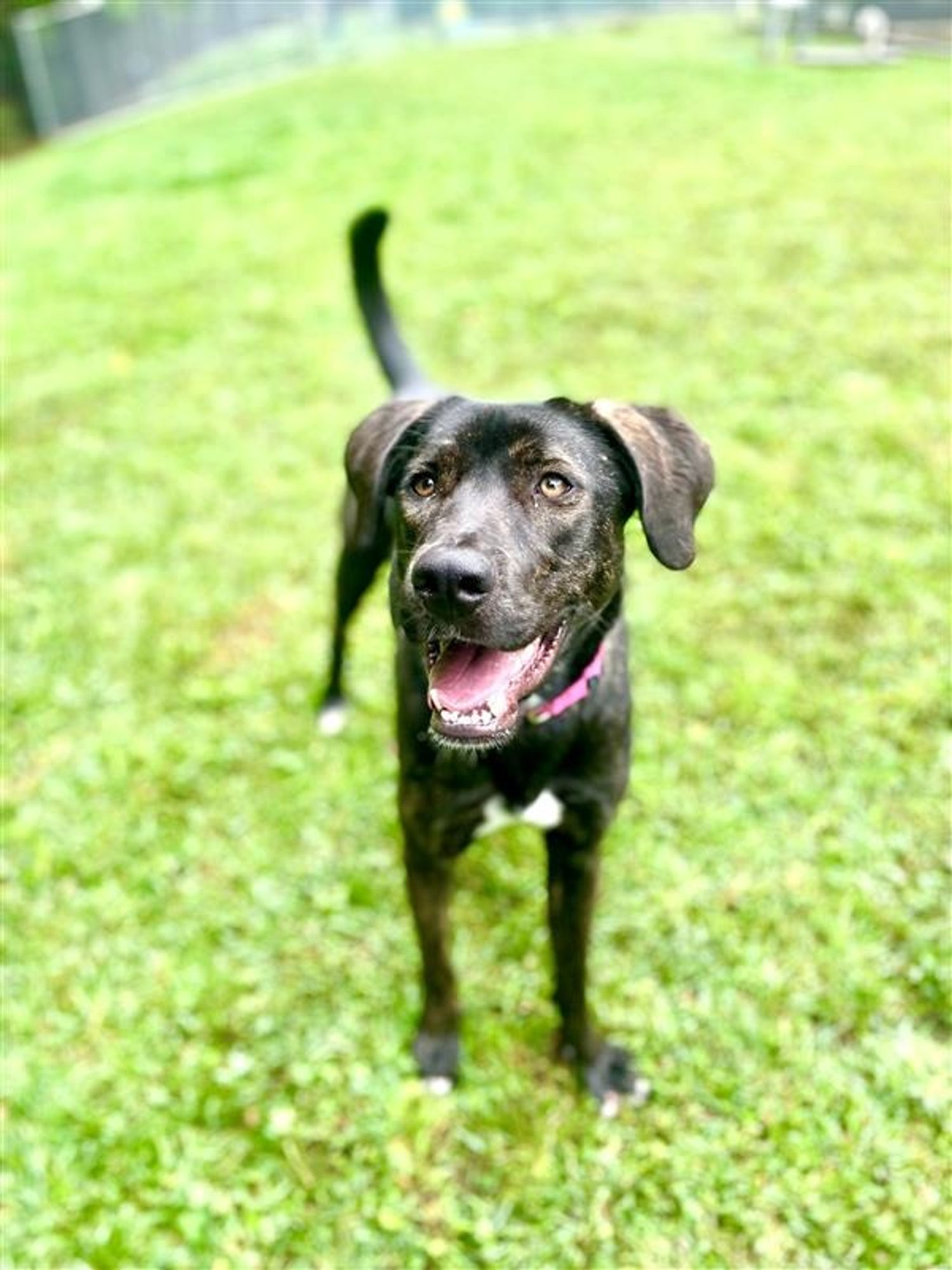 Athena is a Young Plott Hound mix described as: Athletic, Curious, Friendly, Funny, Playful, Independent, Smart, Obedient and Energetic