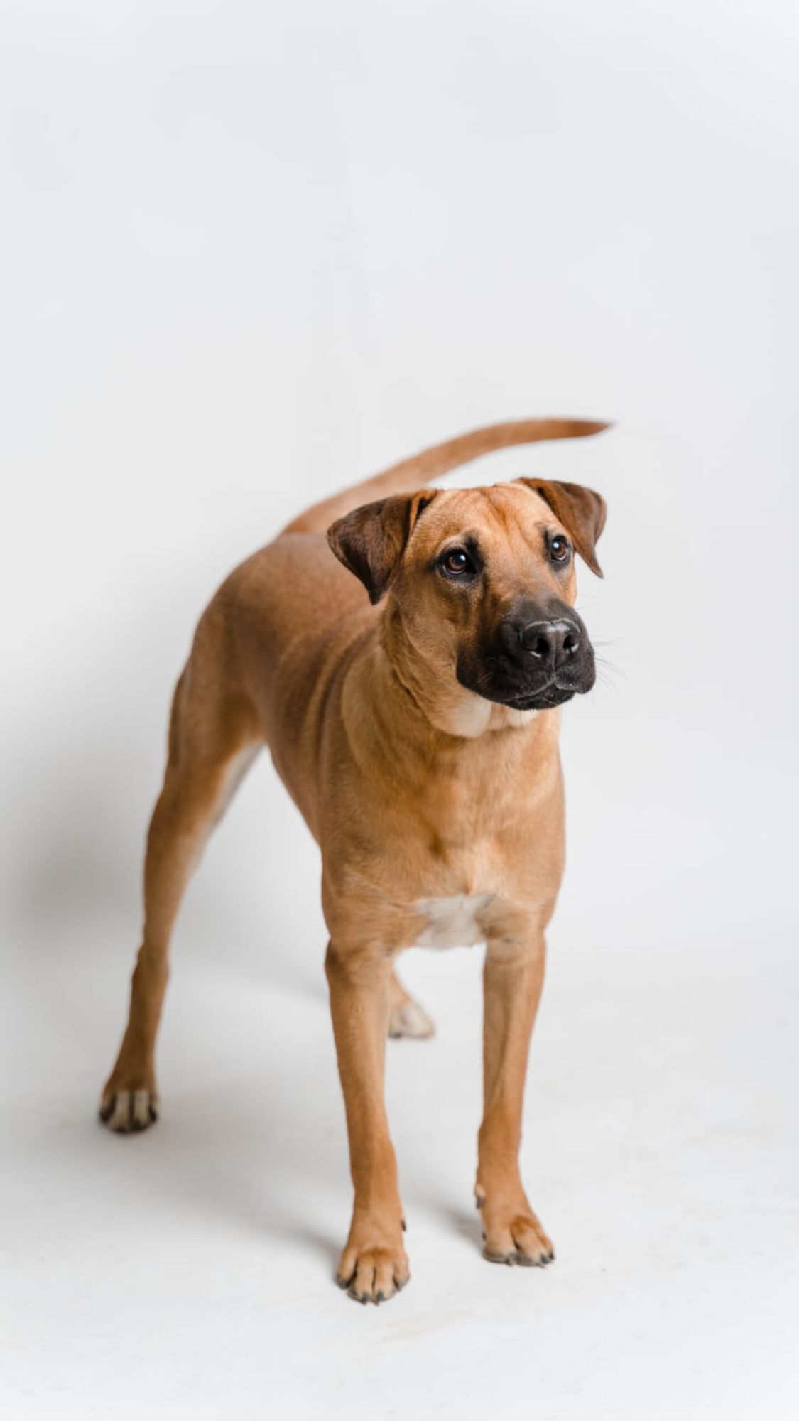 Gordo is a Young Rhodesian Ridgeback mix described as: Affectionate, Brave, Curious, Dignified, Playful, Loyal, Loves, Independent, Friendly, Funny, Gentle and Smart