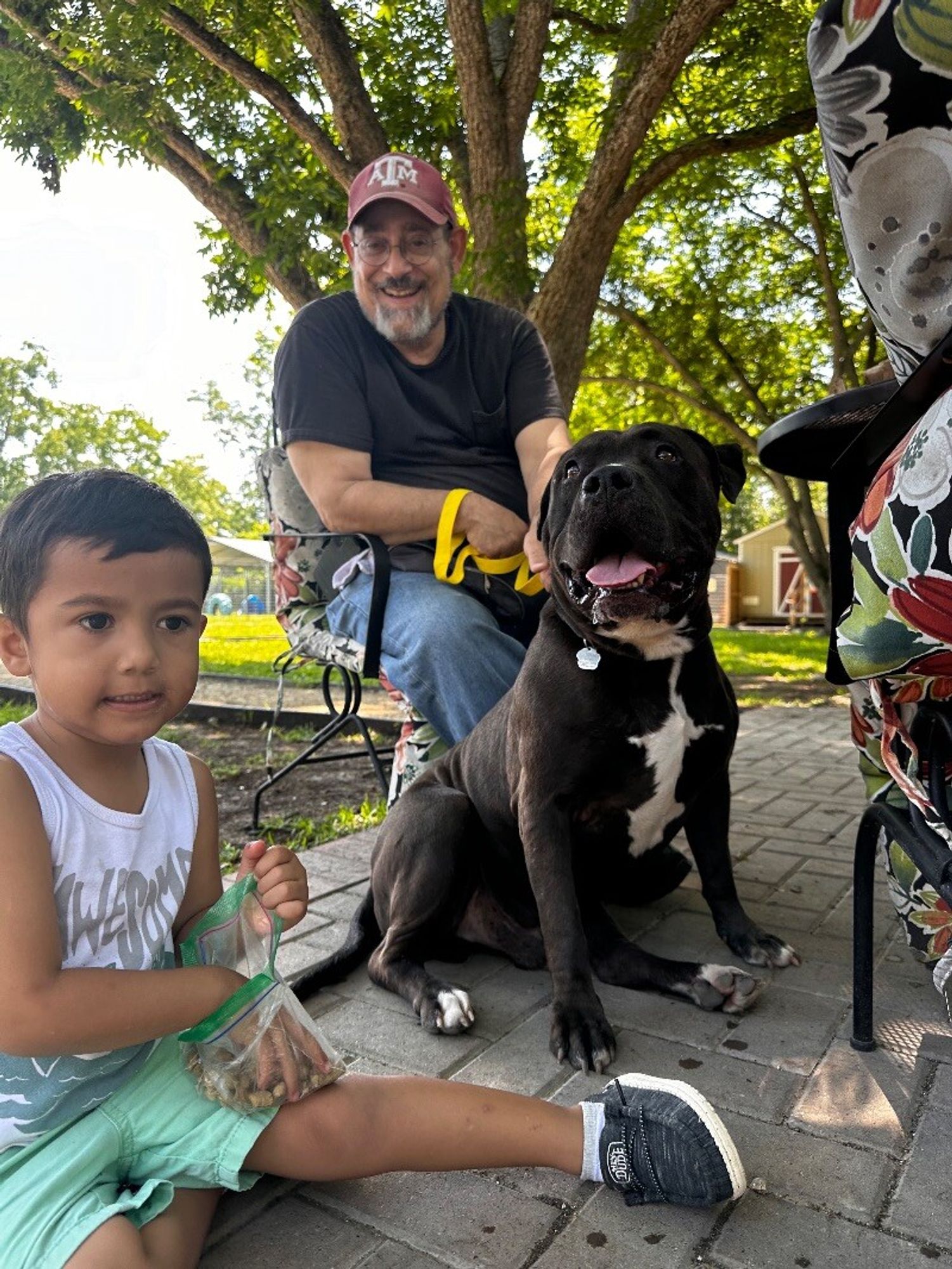 Sammy the Couch Potato Cuddler is a Senior American Staffordshire Terrier mix described as: Affectionate, Friendly, Playful, Laid Back, Goofy, Loves Belly Rubs and Gentle