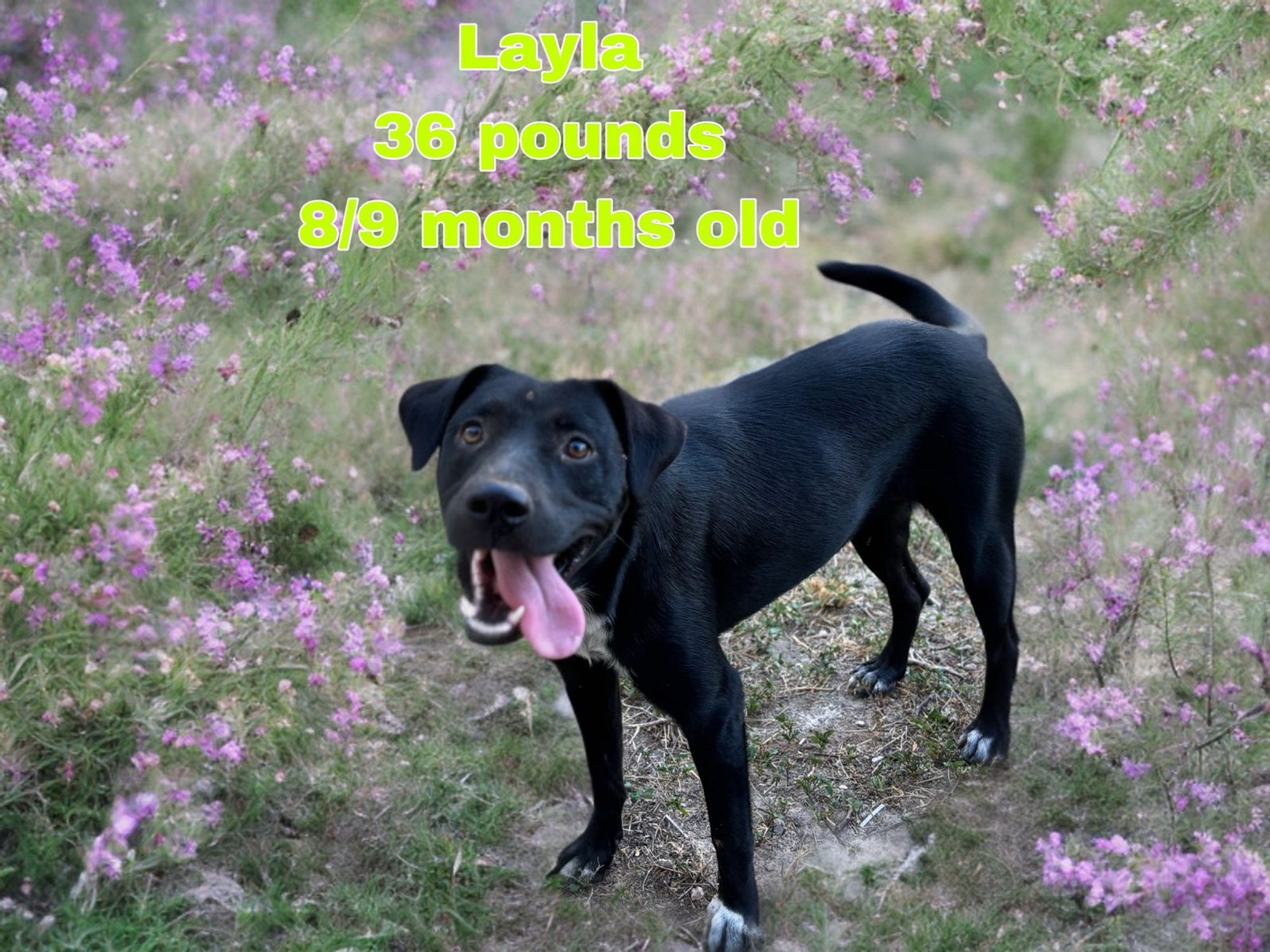 Layla is a Baby Black Labrador Retriever mix