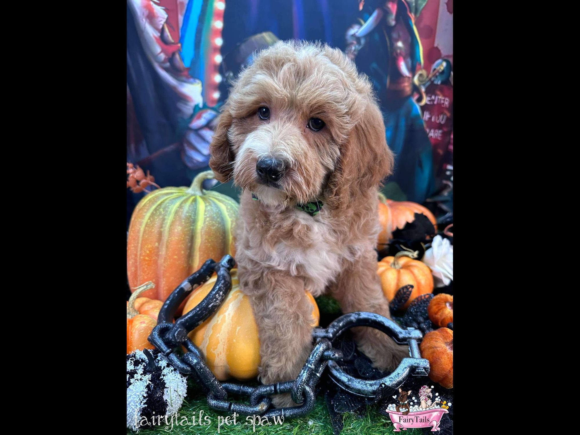 Baltus Van Tass is a Baby Goldendoodle  described as: Affectionate, Funny, Friendly and Playful