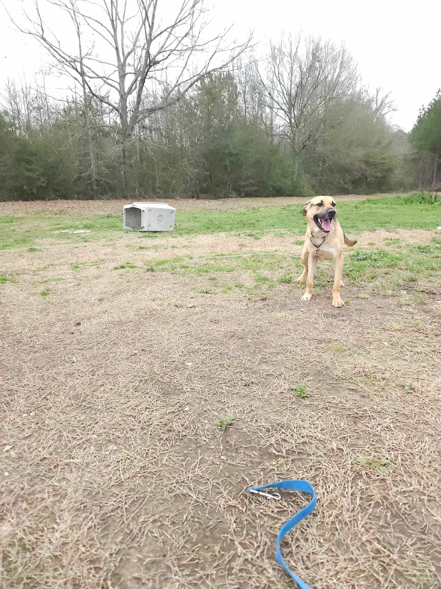 Jacob is a Young German Shepherd Dog mix described as: Affectionate, Friendly, Funny, Gentle, Loves, Playful, Smart and Loves Cuddles Loves To Play Loves Other Playmate