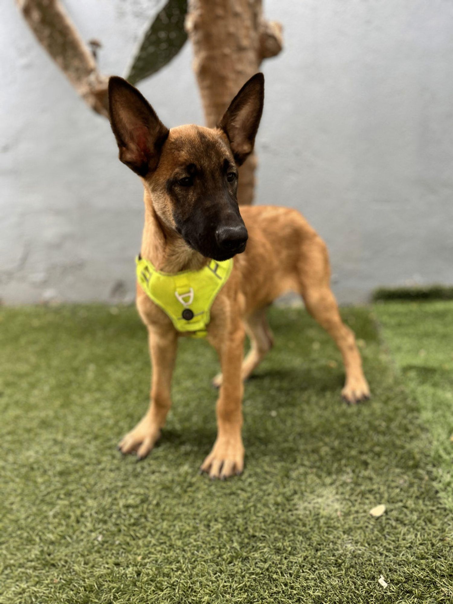 King is a Young Belgian Shepherd / Malinois mix described as: Friendly, Loyal, Playful and Loves Kisses