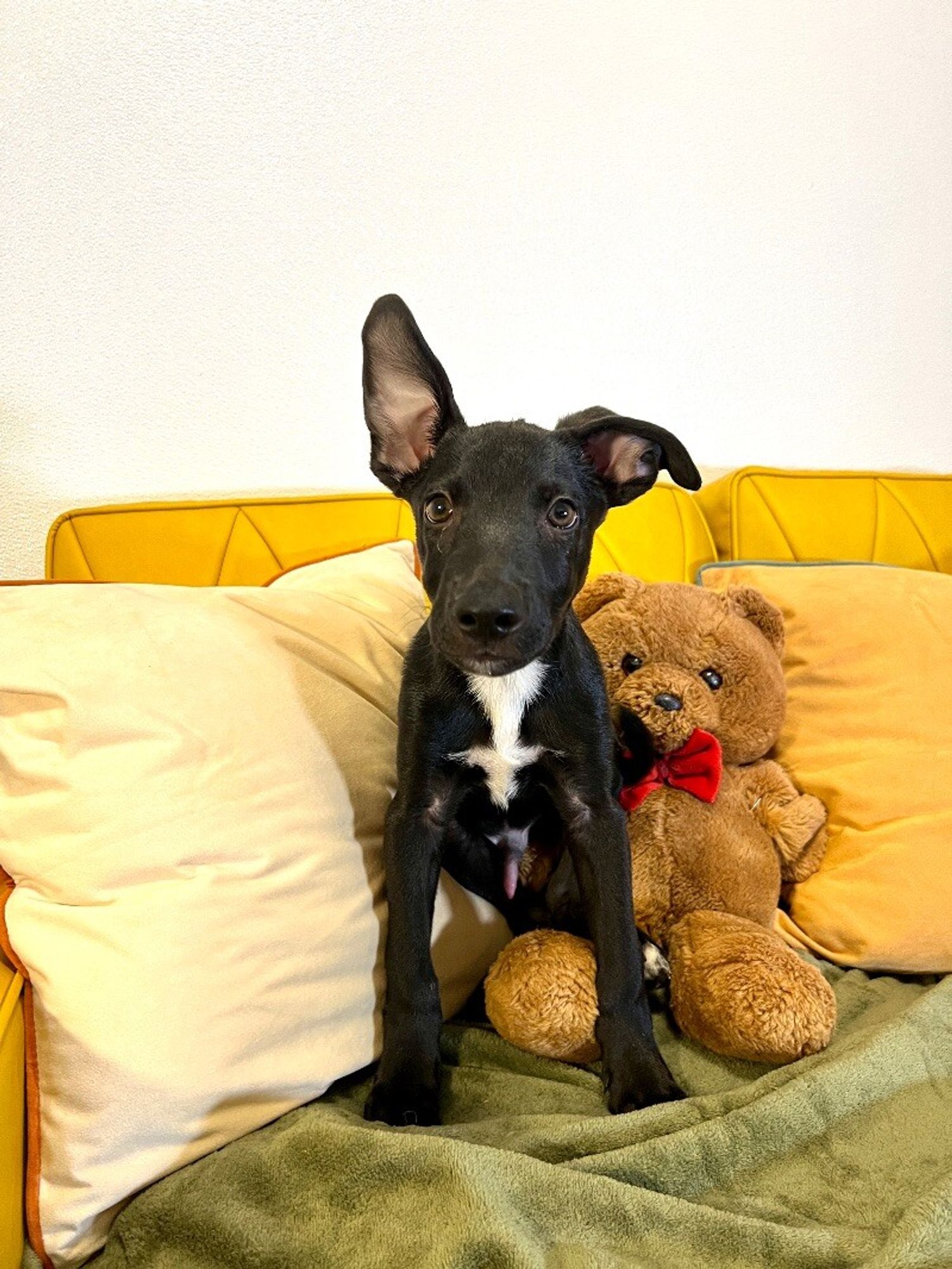 Bear the Floppy Ear Labrador is a Baby Labrador Retriever mix