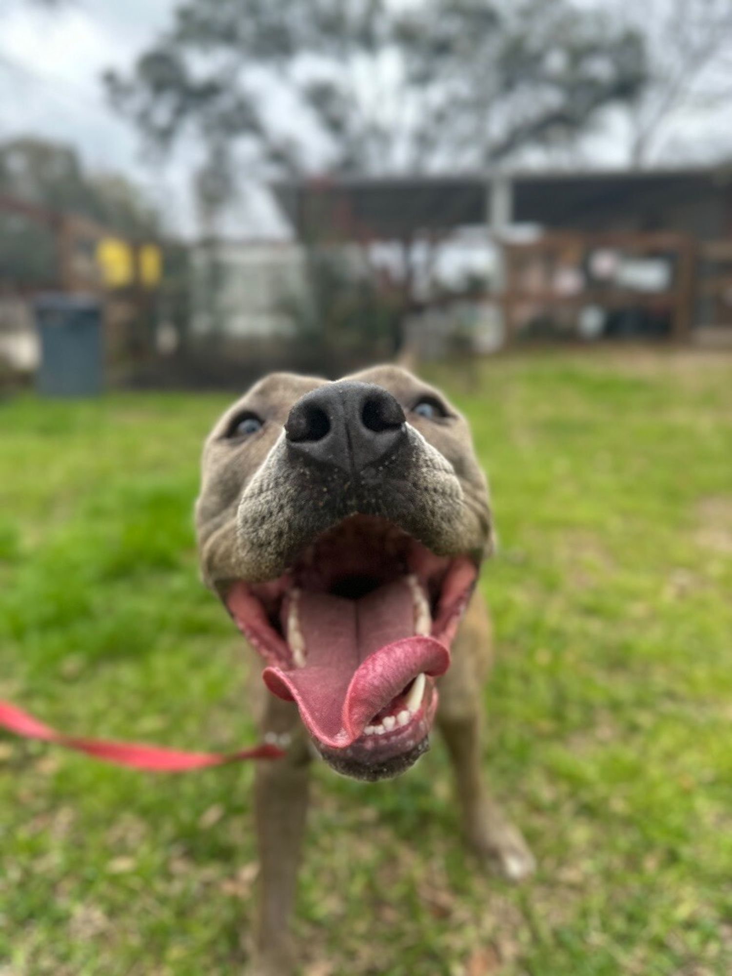 Luna Lulu is a Adult Pit Bull Terrier mix described as: Affectionate, Friendly, Playful, Smart, Loyal and Loves Belly Rubs