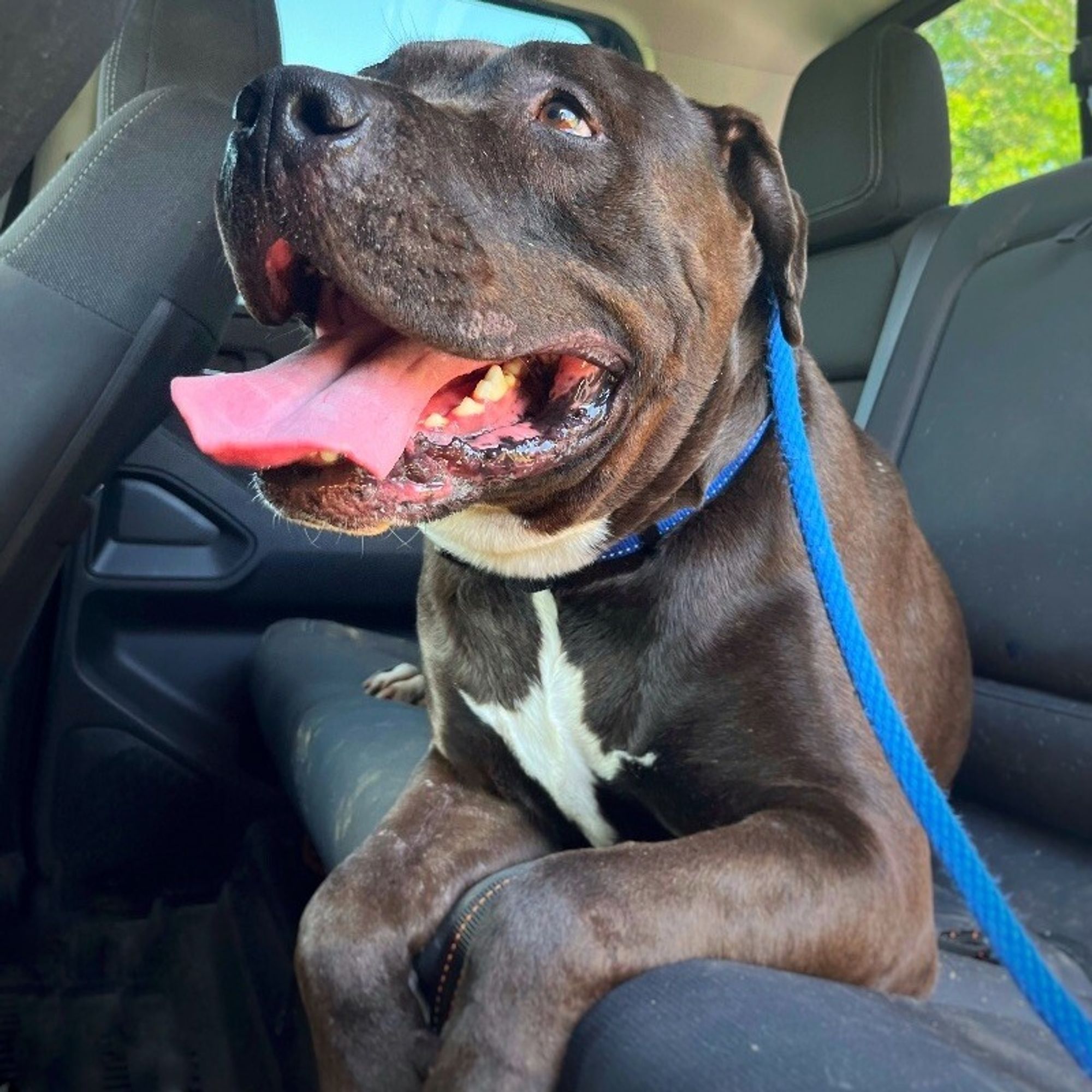 Sammy the Couch Potato Cuddler is a Senior American Staffordshire Terrier mix described as: Affectionate, Friendly, Playful, Laid Back, Goofy, Loves Belly Rubs and Gentle