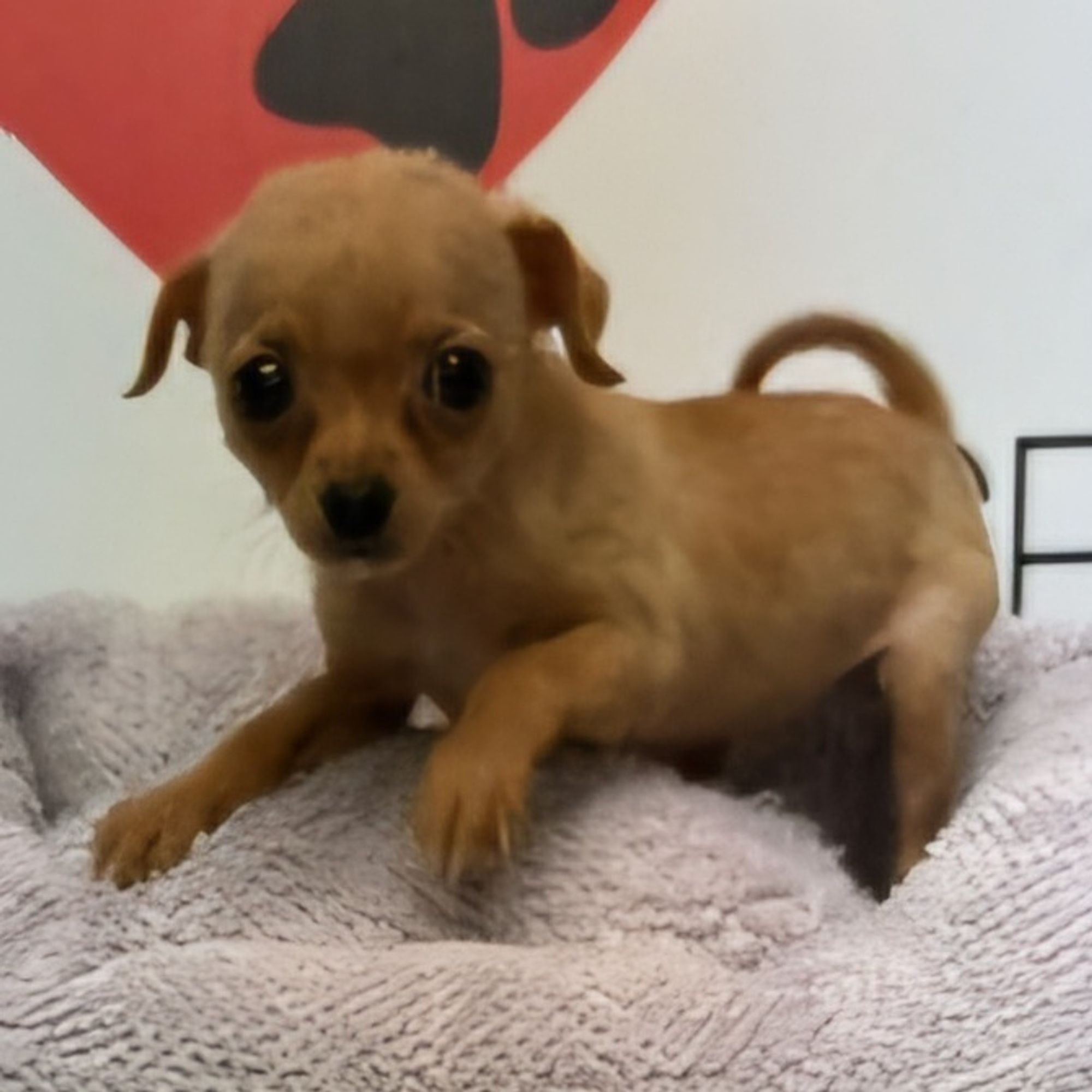 Kansas is a Baby Chihuahua mix