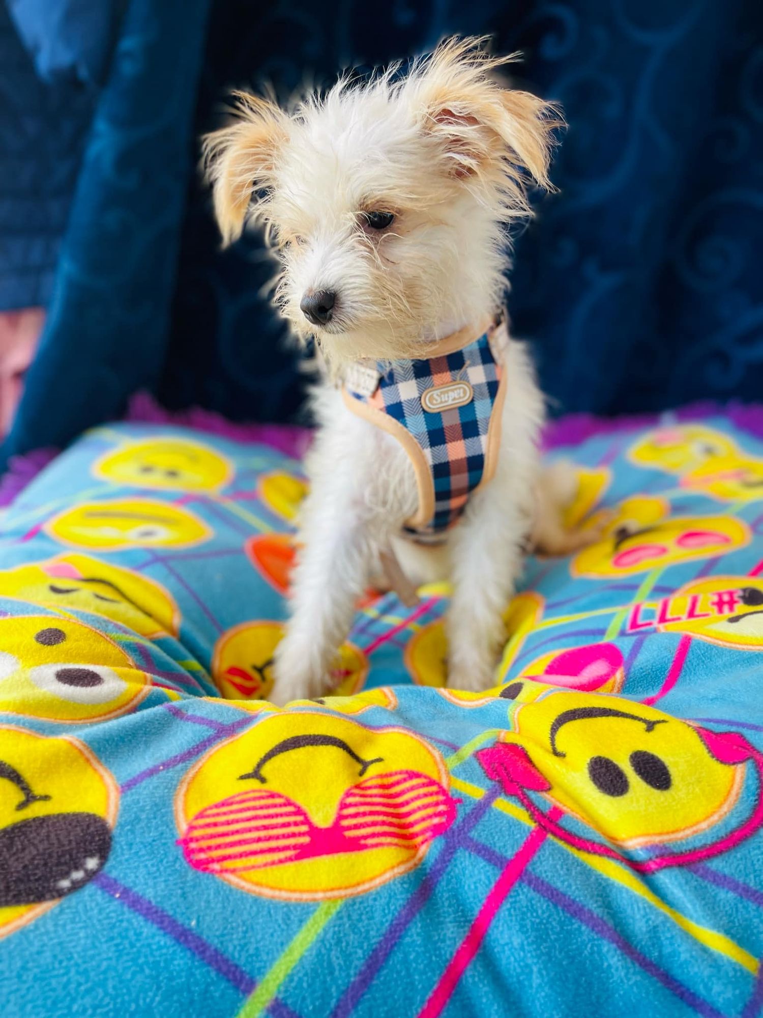 Bongo is a Young Yorkie Poo  described as: Affectionate, Athletic, Couch, Friendly, Dignified, Gentle, Playful and Smart