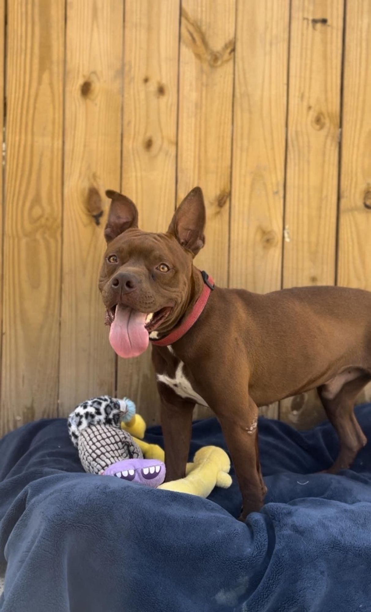 Java is a Young American Bully  described as: Friendly, Playful and Funny